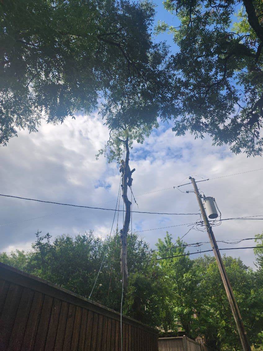 Highland Park Tree Care Ensures Safety and Style image