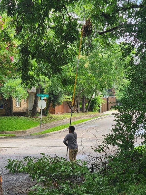 Gallery photos for Highland Park Tree Care Ensures Safety and Style: Image #1
