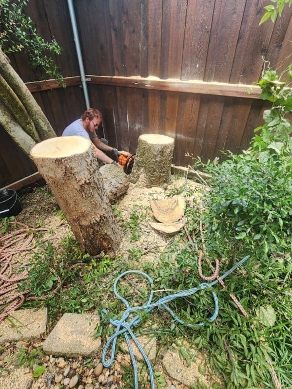 Gallery photos for Highland Park Tree Care Ensures Safety and Style: Image #3