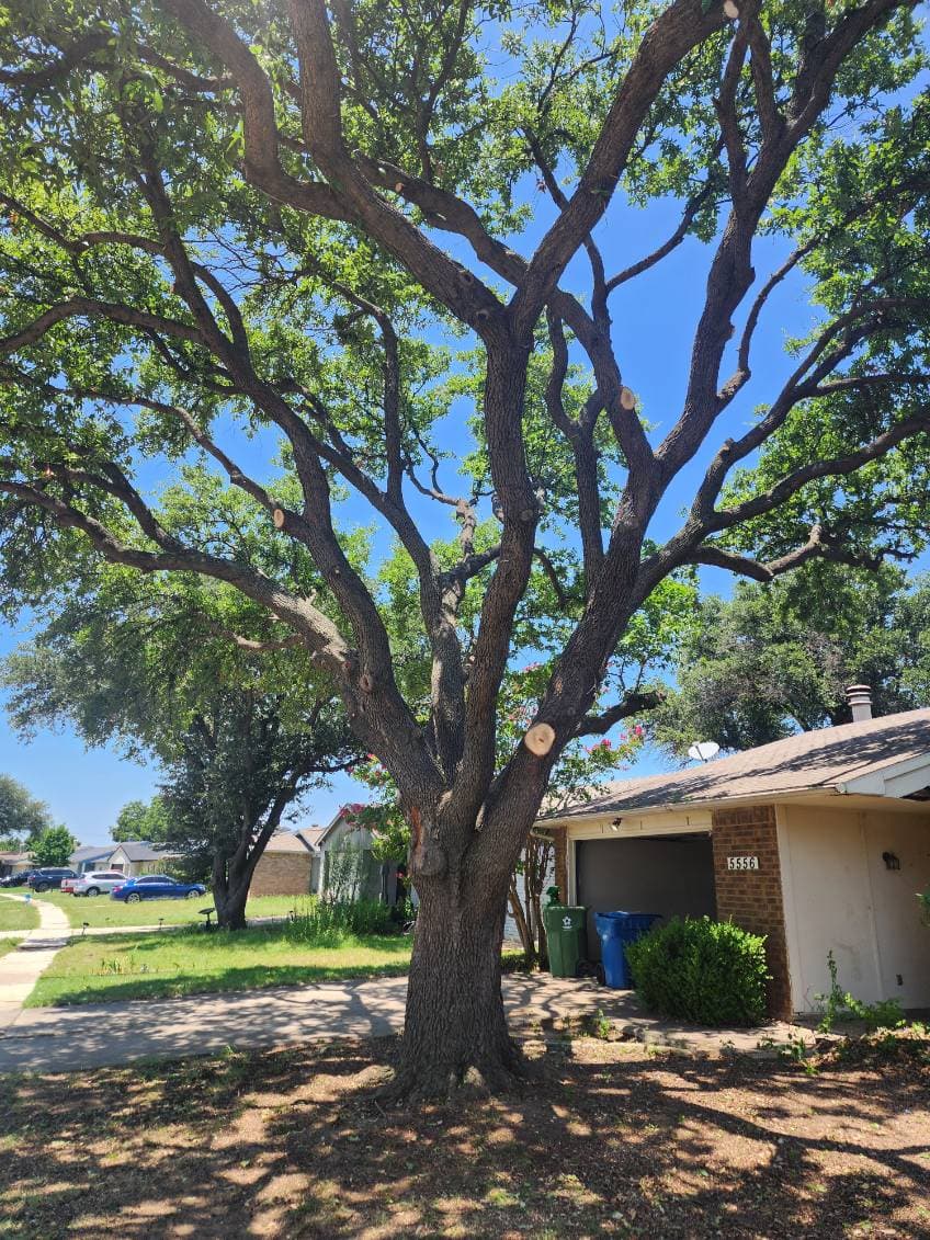Expert Tree Care in The Colony and Flower Mound image