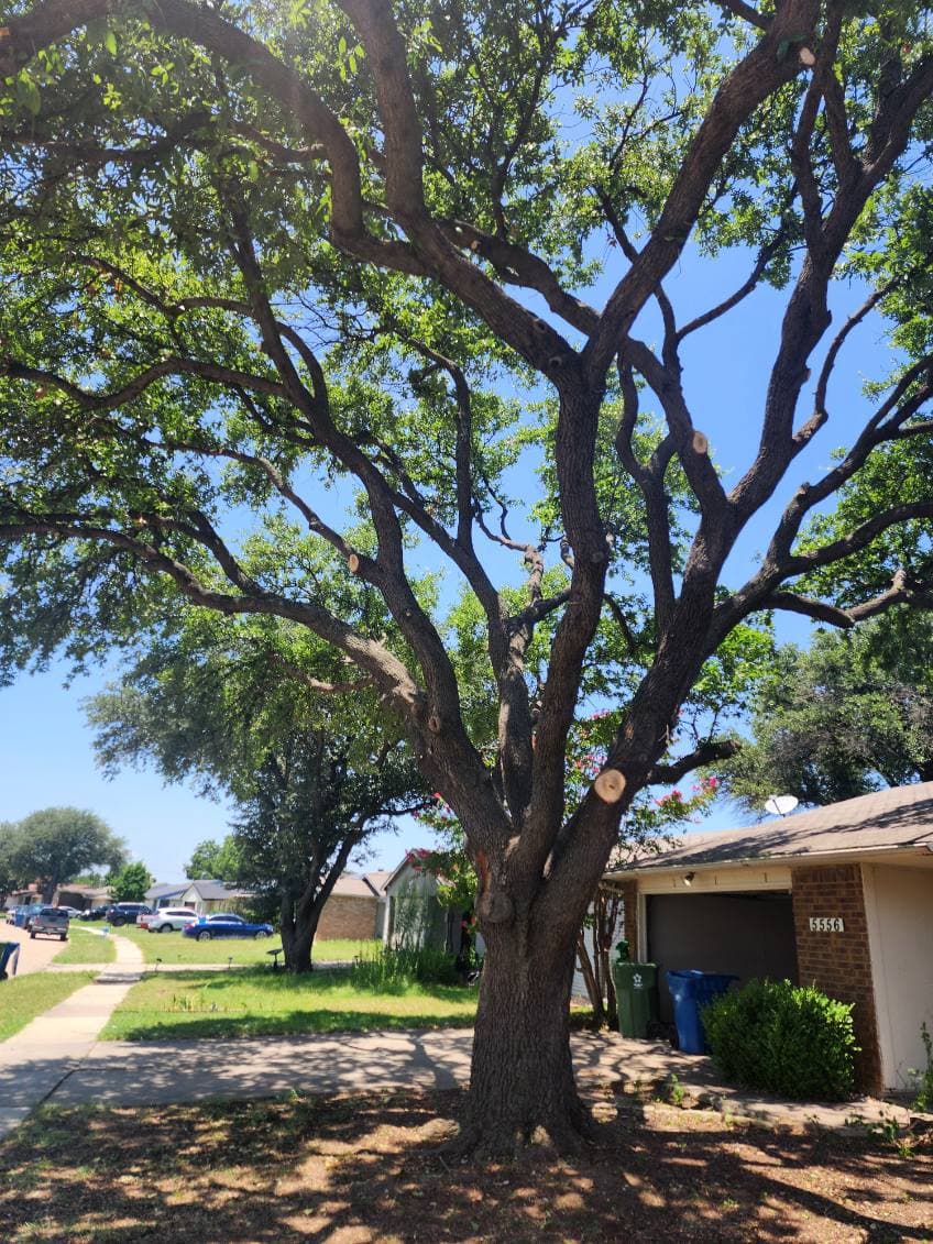 Gallery photos for Expert Tree Care in The Colony and Flower Mound: Image #1