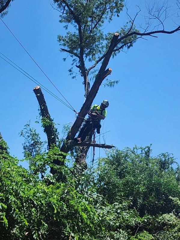 Gallery photos for Expert Tree Care in The Colony and Flower Mound: Image #2