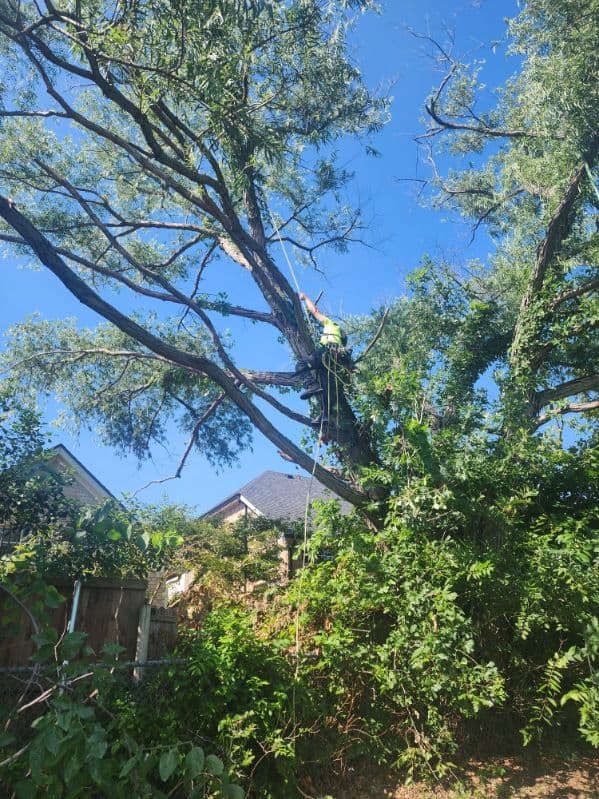Gallery photos for Expert Tree Care in The Colony and Flower Mound: Image #3