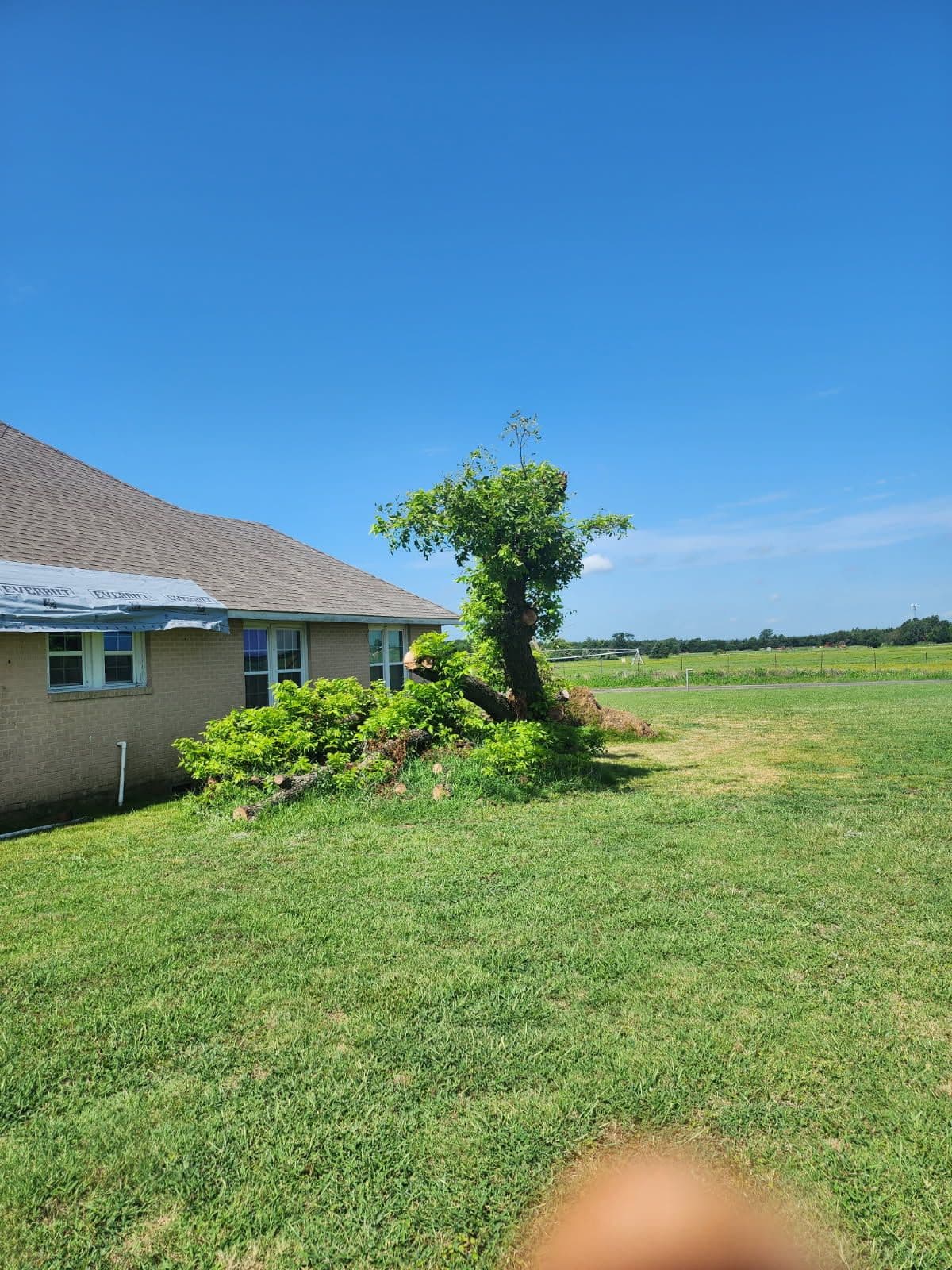 Expert Tree Removal in Collinsville image