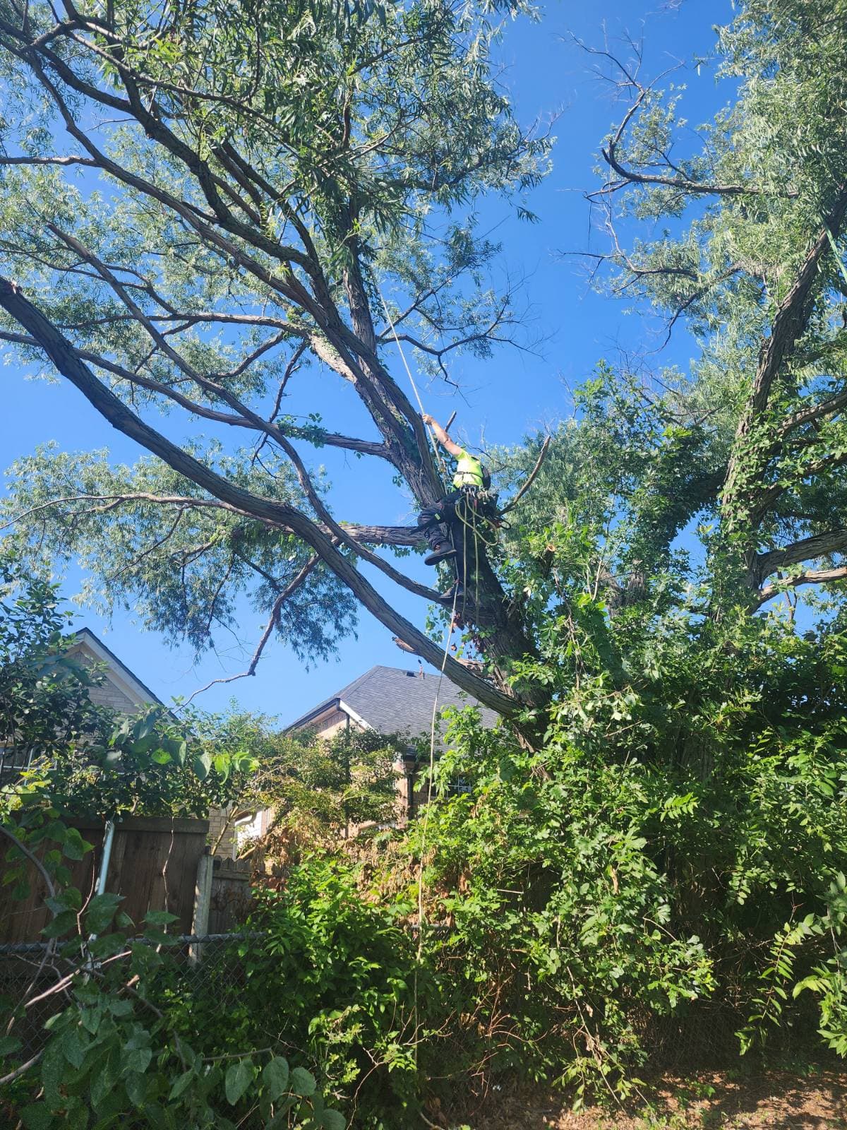 Gallery photos for Expert Tree Removal in Collinsville: Image #1