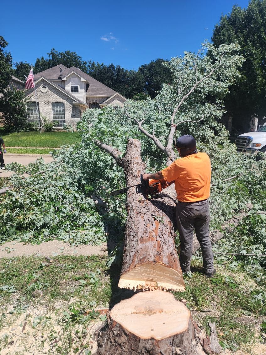Project Expert Tree Removal Services for a Safer Home image