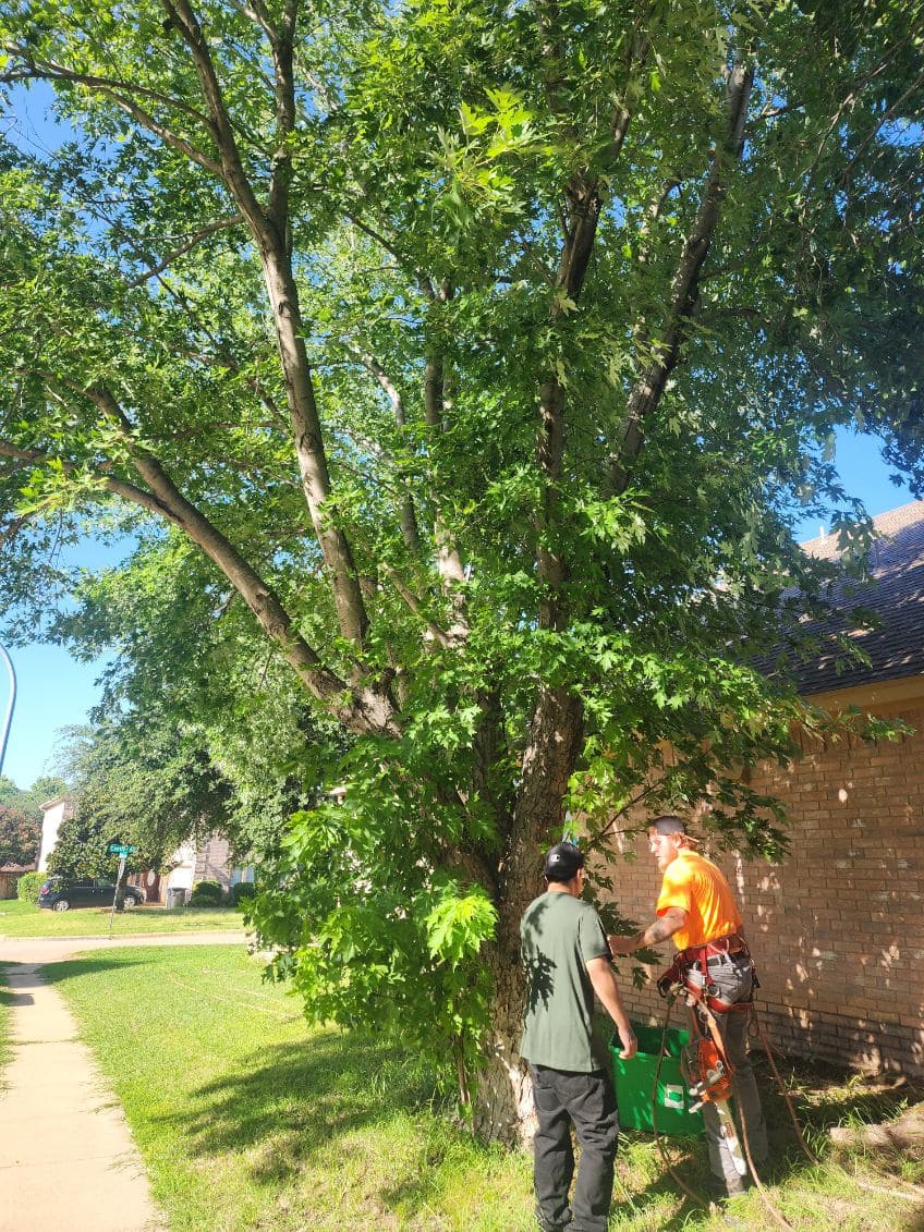 Gallery photos for Expert Tree Removal Services for a Safer Home: Image #2
