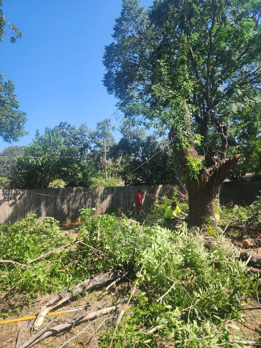 Project Tree Removal and Pruning Service Yields Stunning Results image