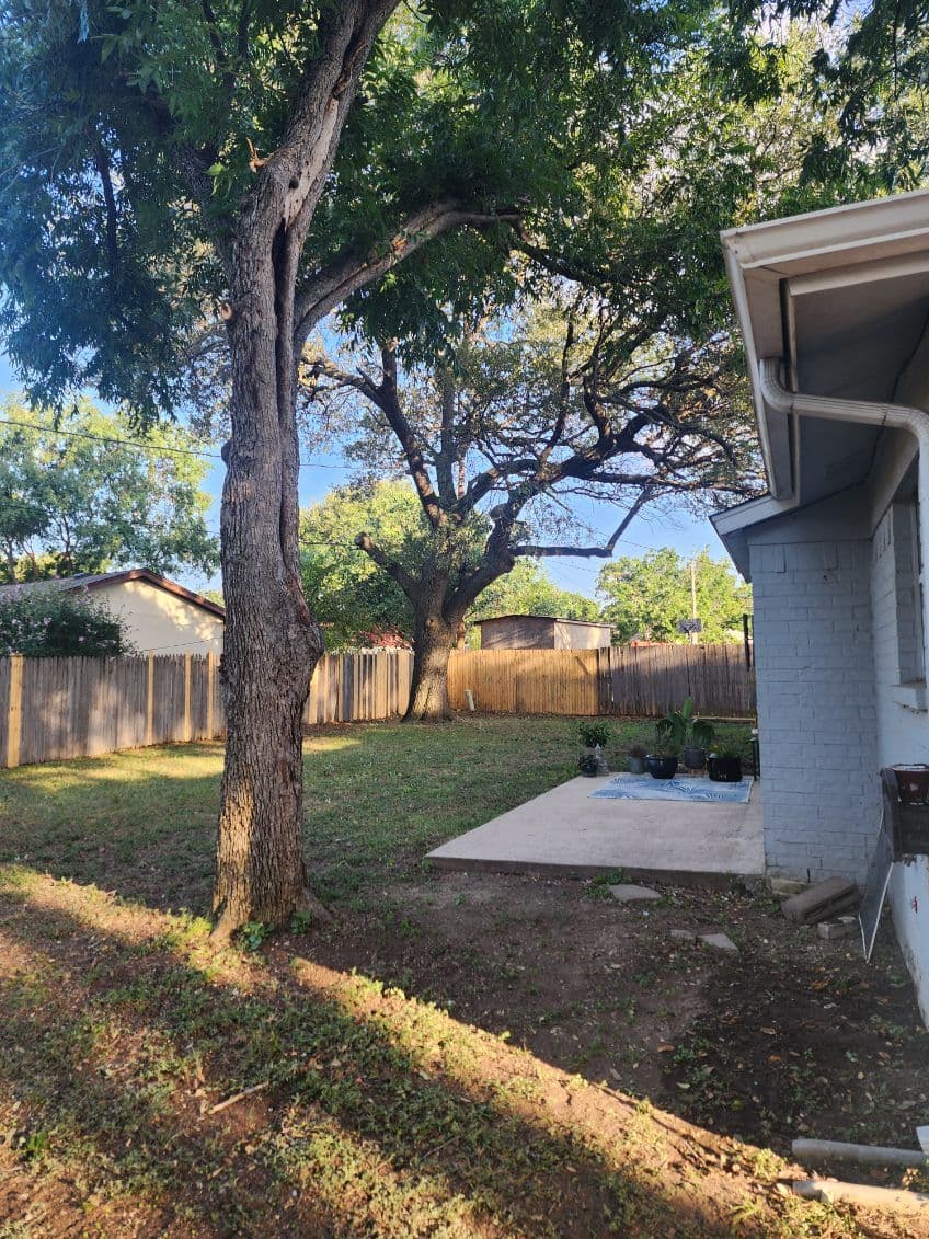 Gallery photos for Tree Removal and Pruning Service Yields Stunning Results: Image #2