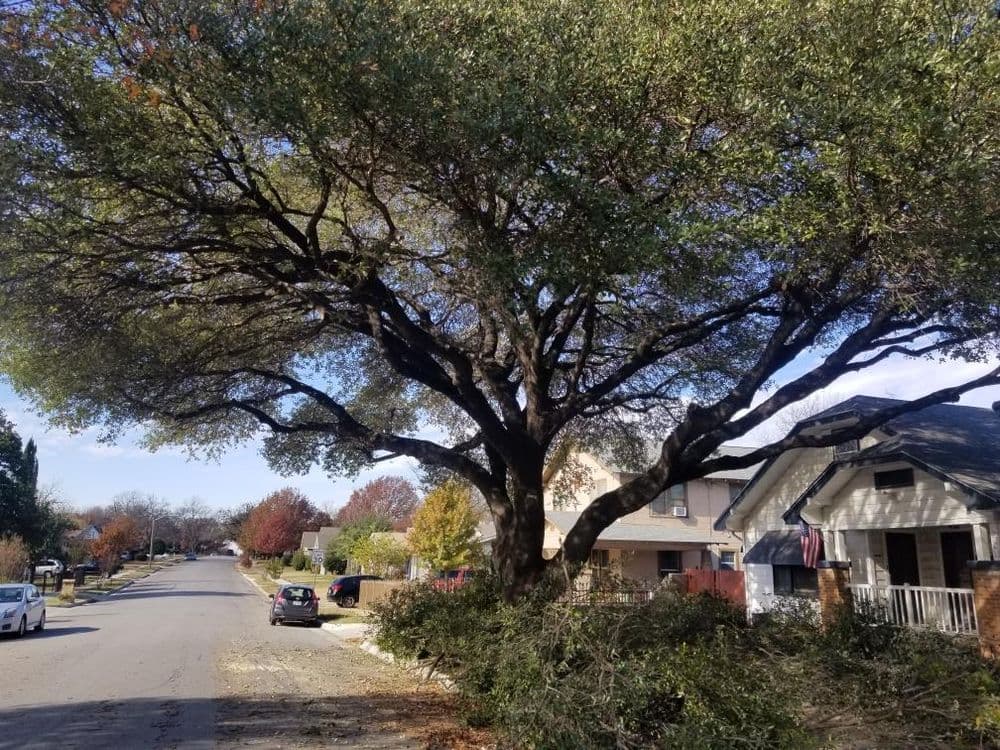 Large oak tree shading a residential street with homes and parked cars in view.