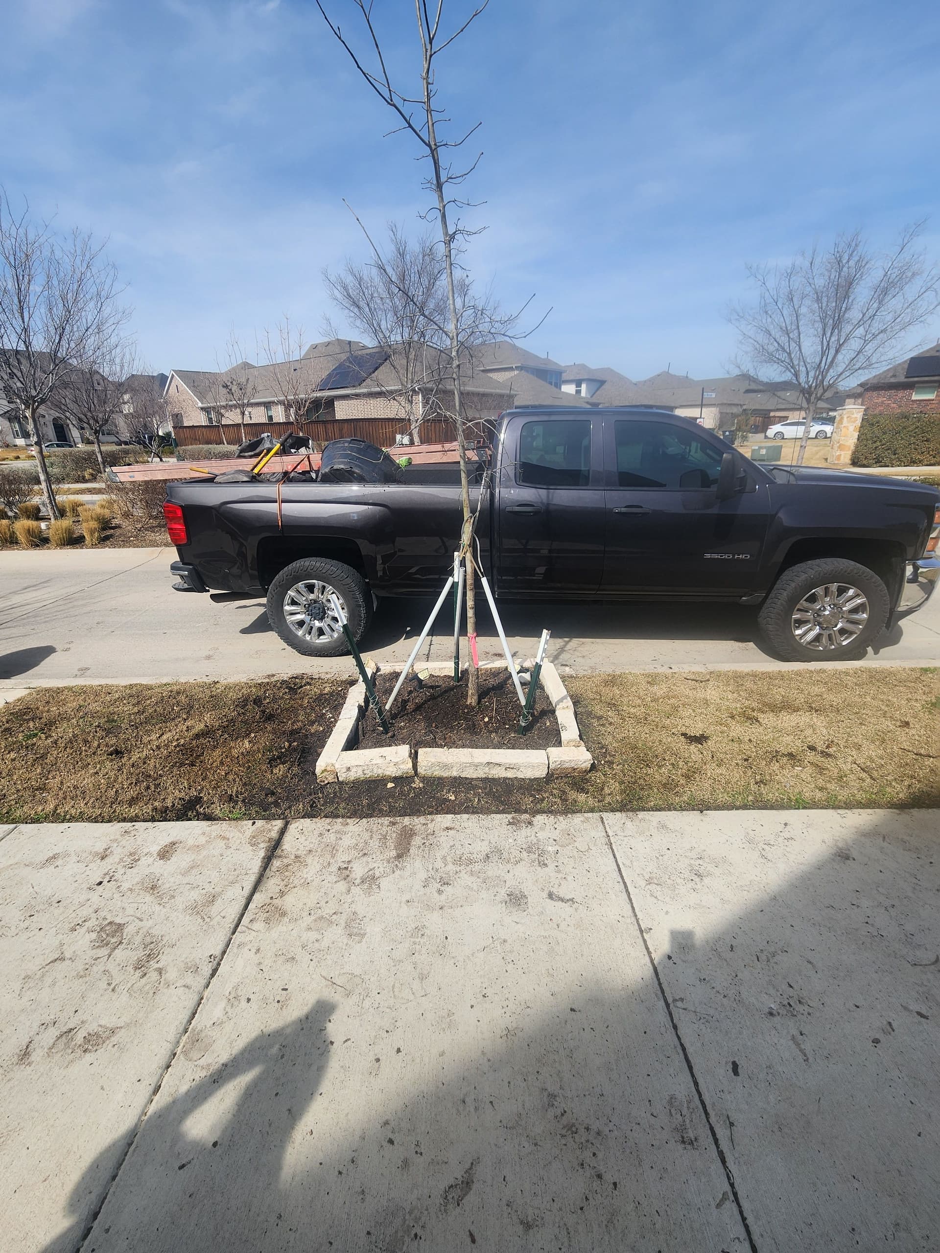 Gallery photos for Tree Planting in Arlington: Welcoming a New Red Oak: Image #2