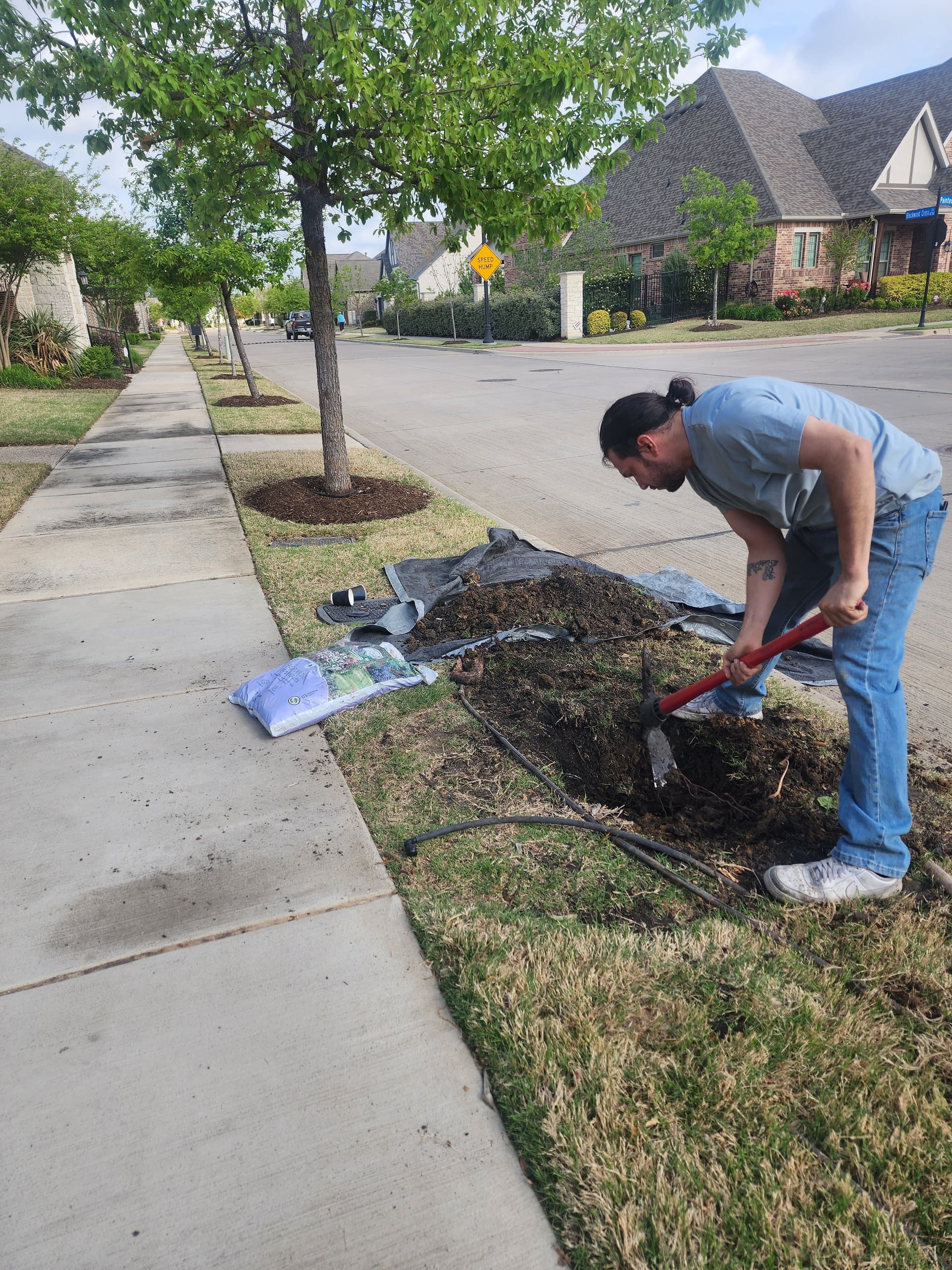 Gallery photos for Monterrey Oak Planting in Arlington Texas: Image #3