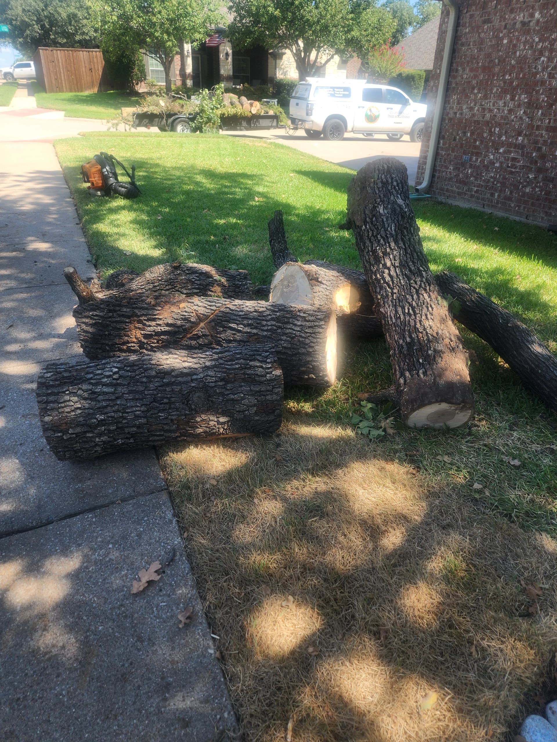 Gallery photos for 12 Post Oaks Removed, Stumps Ground, Property Cleared Clean: Image #1