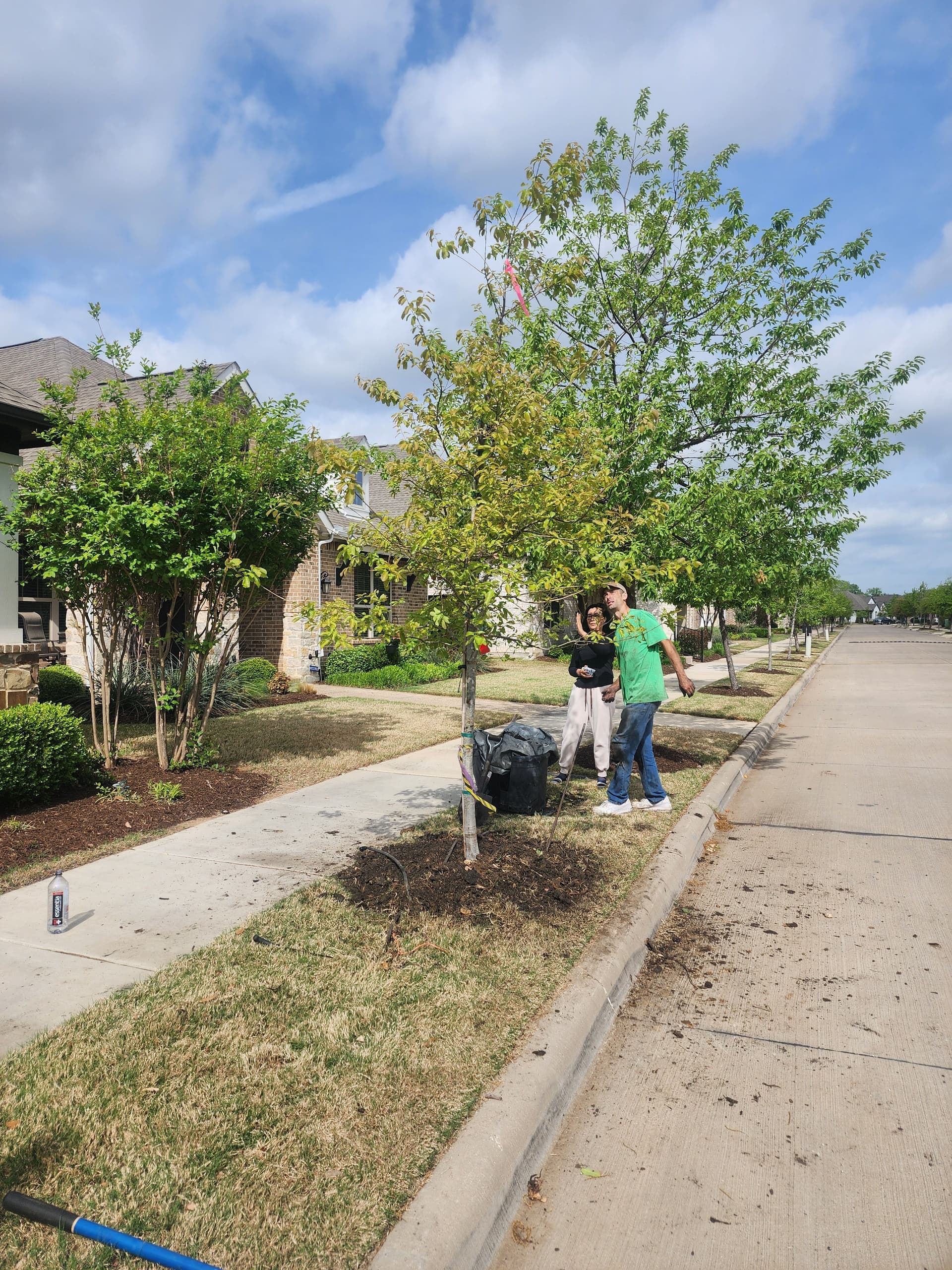 Monterrey Oak Planting in Arlington Texas image
