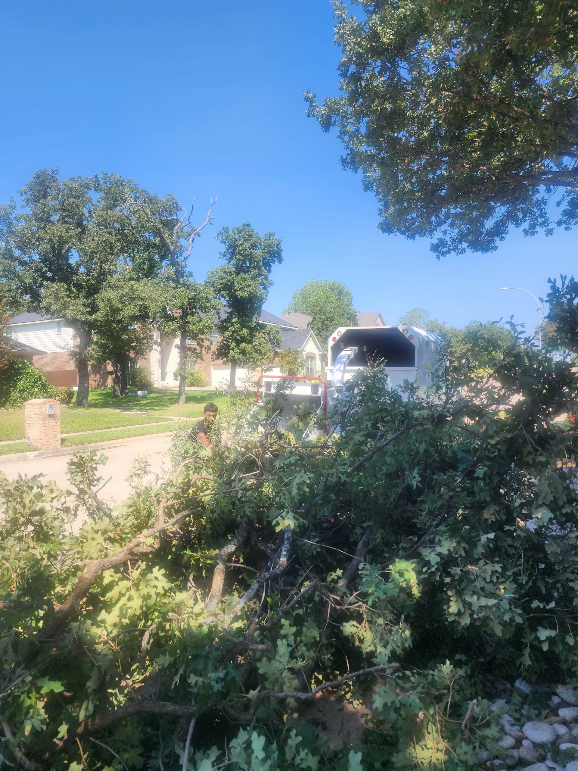 Gallery photos for 12 Post Oaks Removed, Stumps Ground, Property Cleared Clean: Image #3