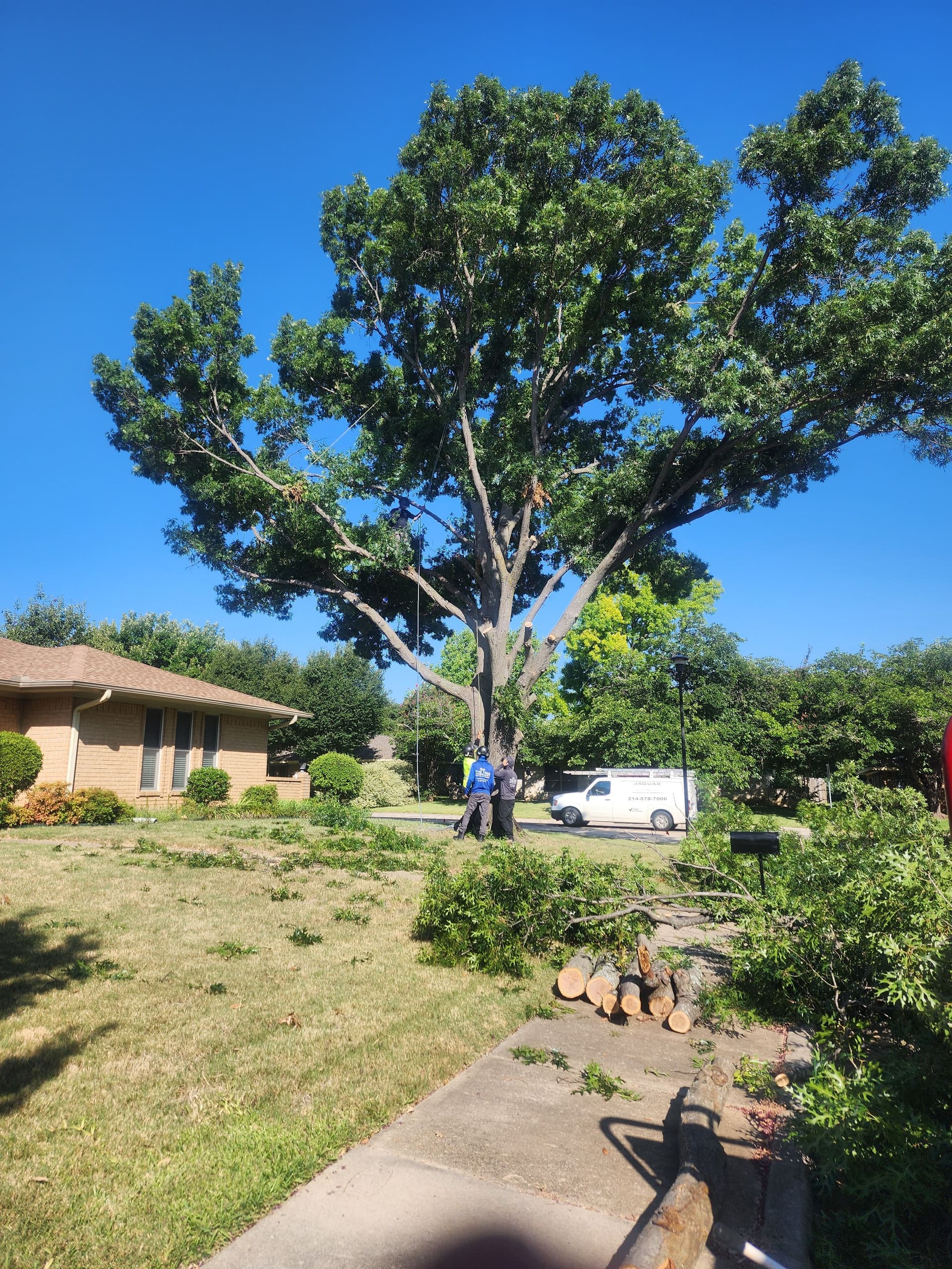 Gallery photos for Large Live Oak and Mulberry Tree Removal Done Right: Image #1