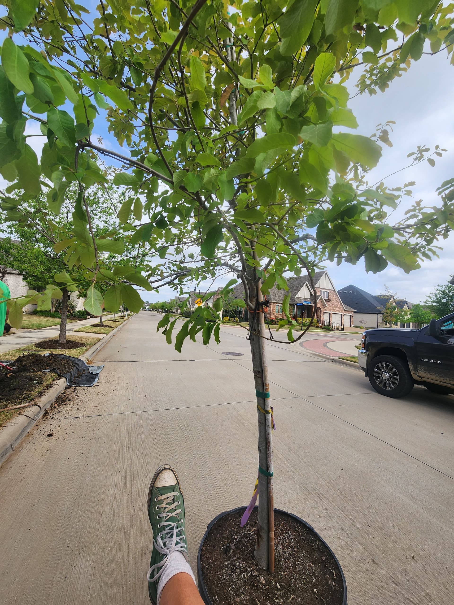 Gallery photos for Monterrey Oak Planting in Arlington Texas: Image #2