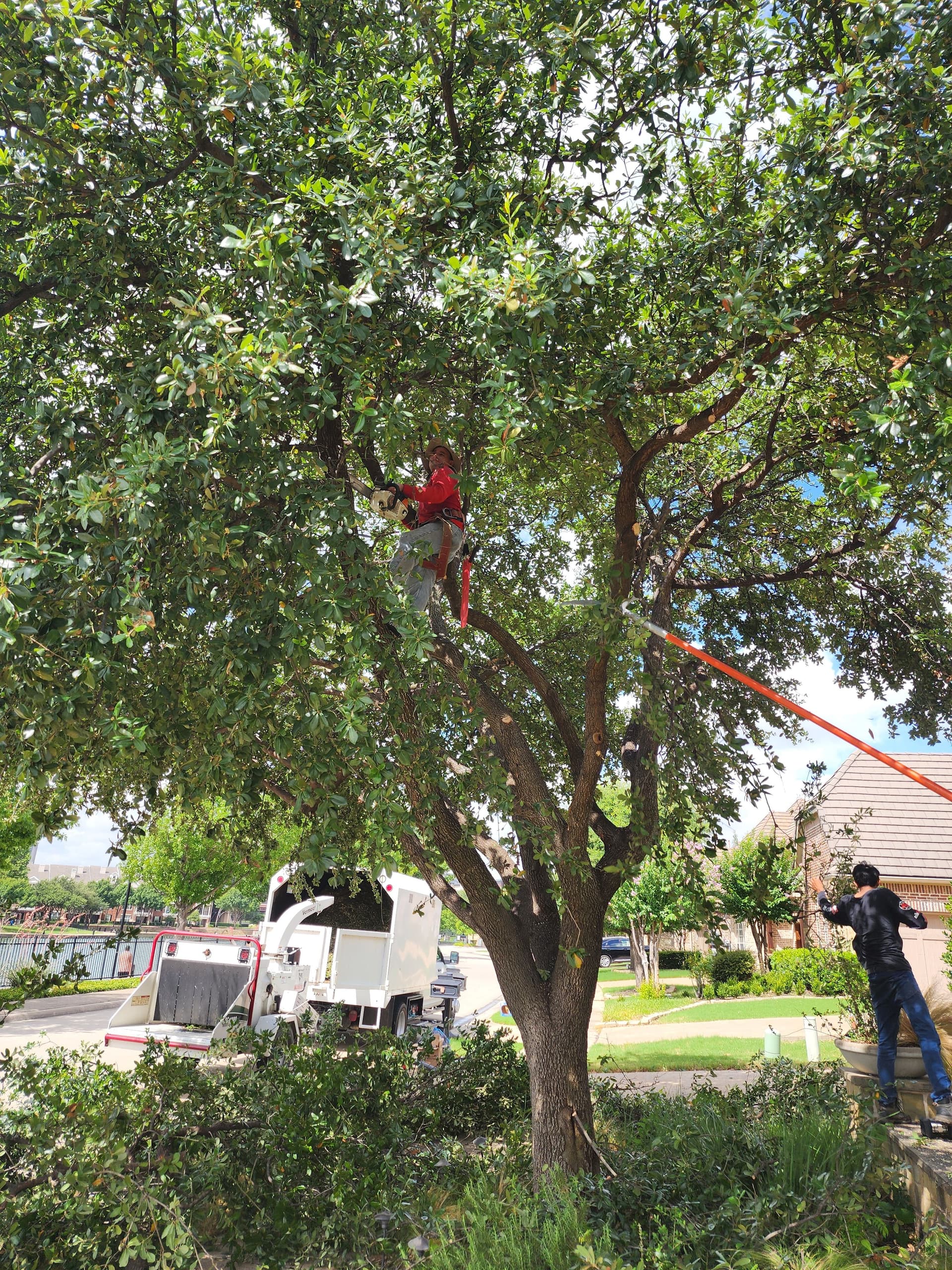 Gallery photos for Oak Tree Pruning Near Power Lines Done Right: Image #2
