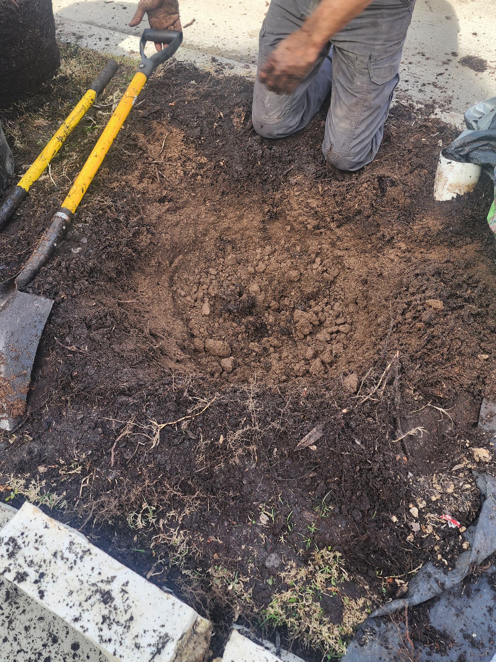 Gallery photos for Tree Planting in Arlington: Welcoming a New Red Oak: Image #1