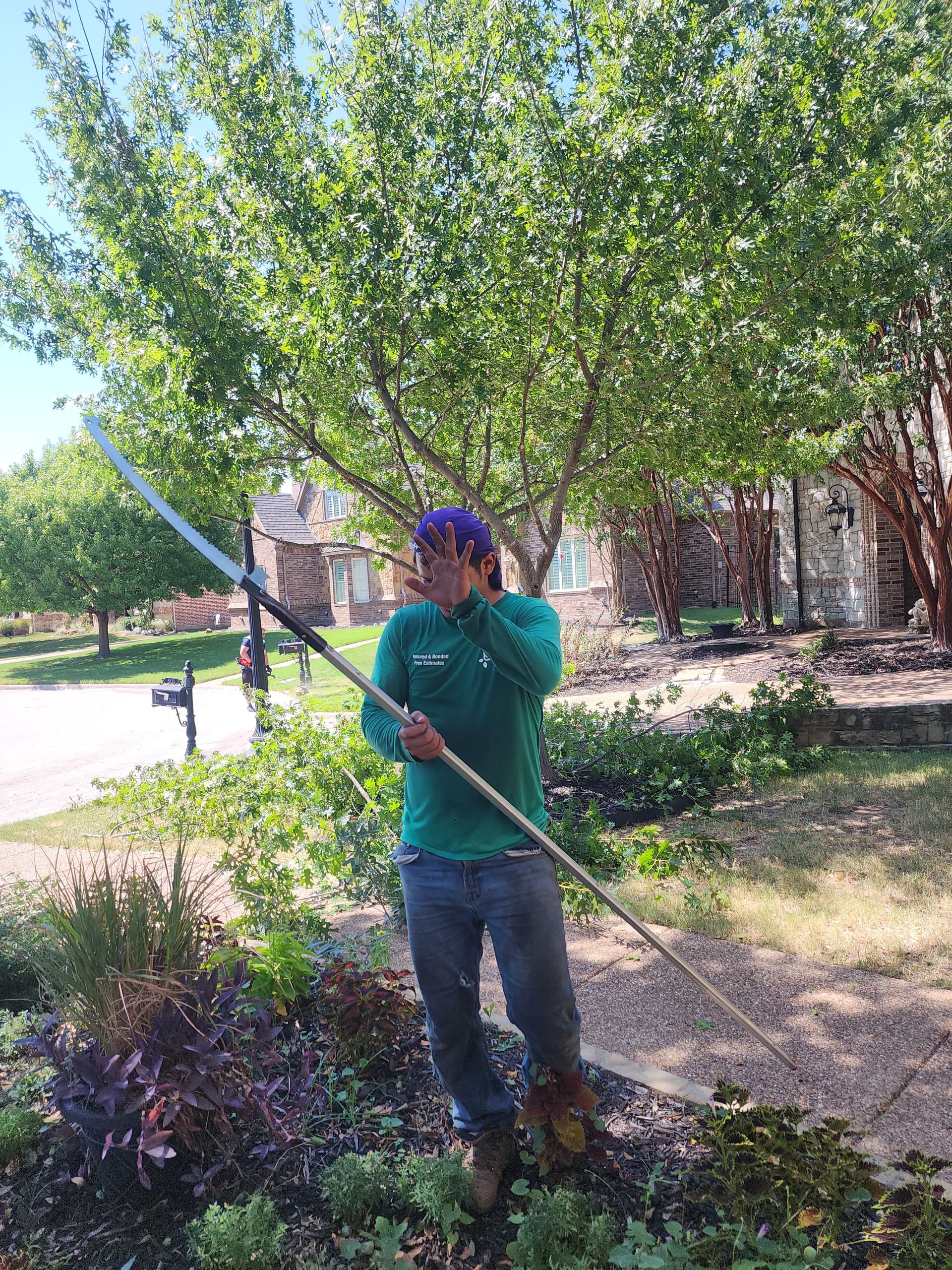 Silverleaf Maple Removal Done Right in McKinney image