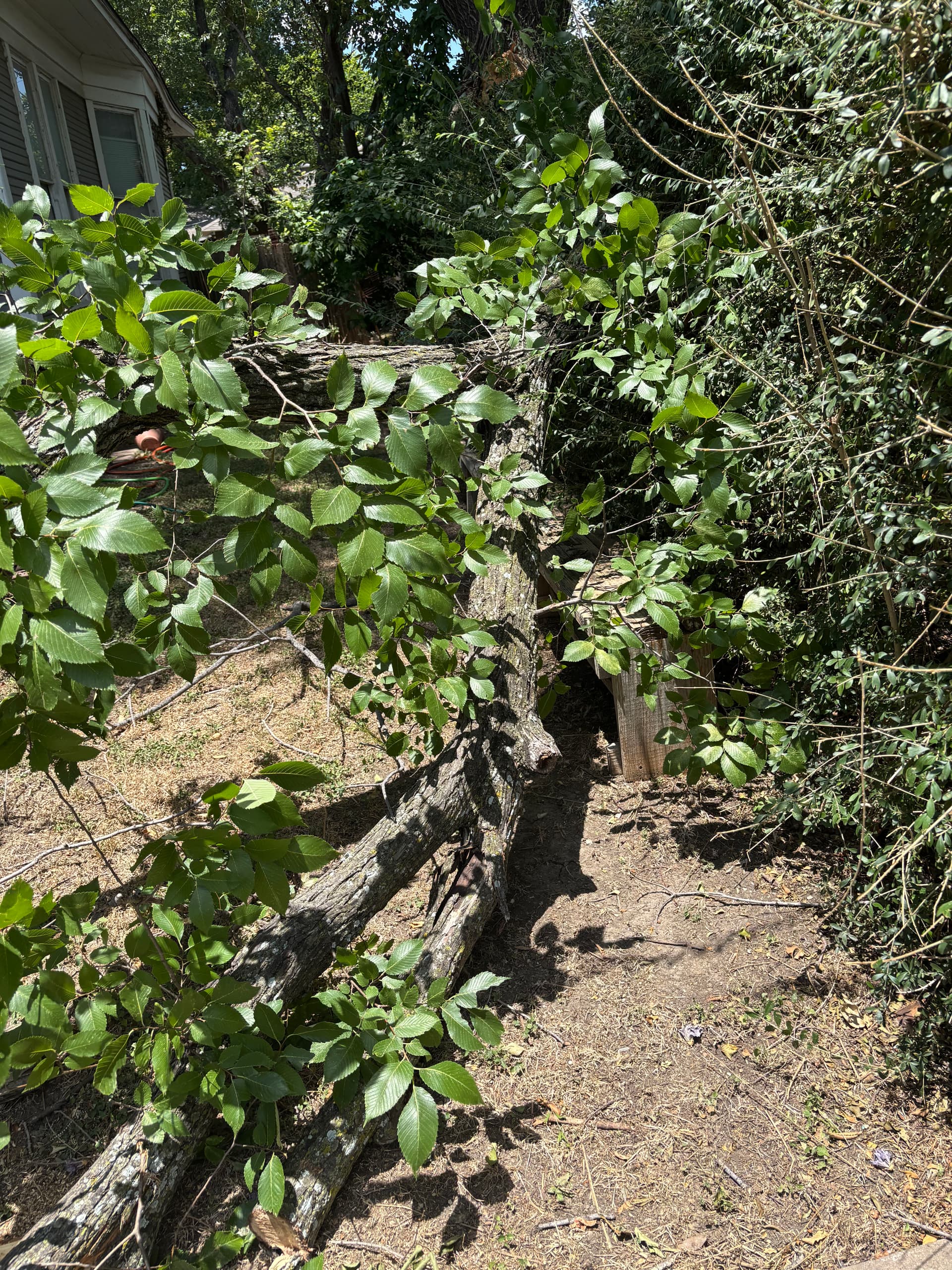 Gallery photos for Large Live Oak and Mulberry Tree Removal Done Right: Image #2