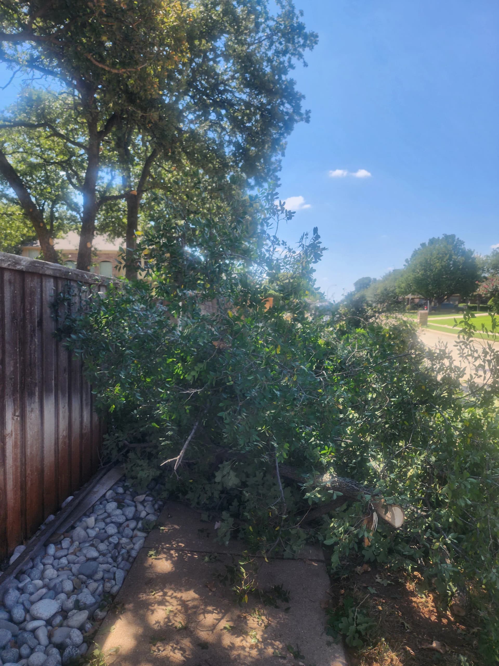 Gallery photos for 12 Post Oaks Removed, Stumps Ground, Property Cleared Clean: Image #2