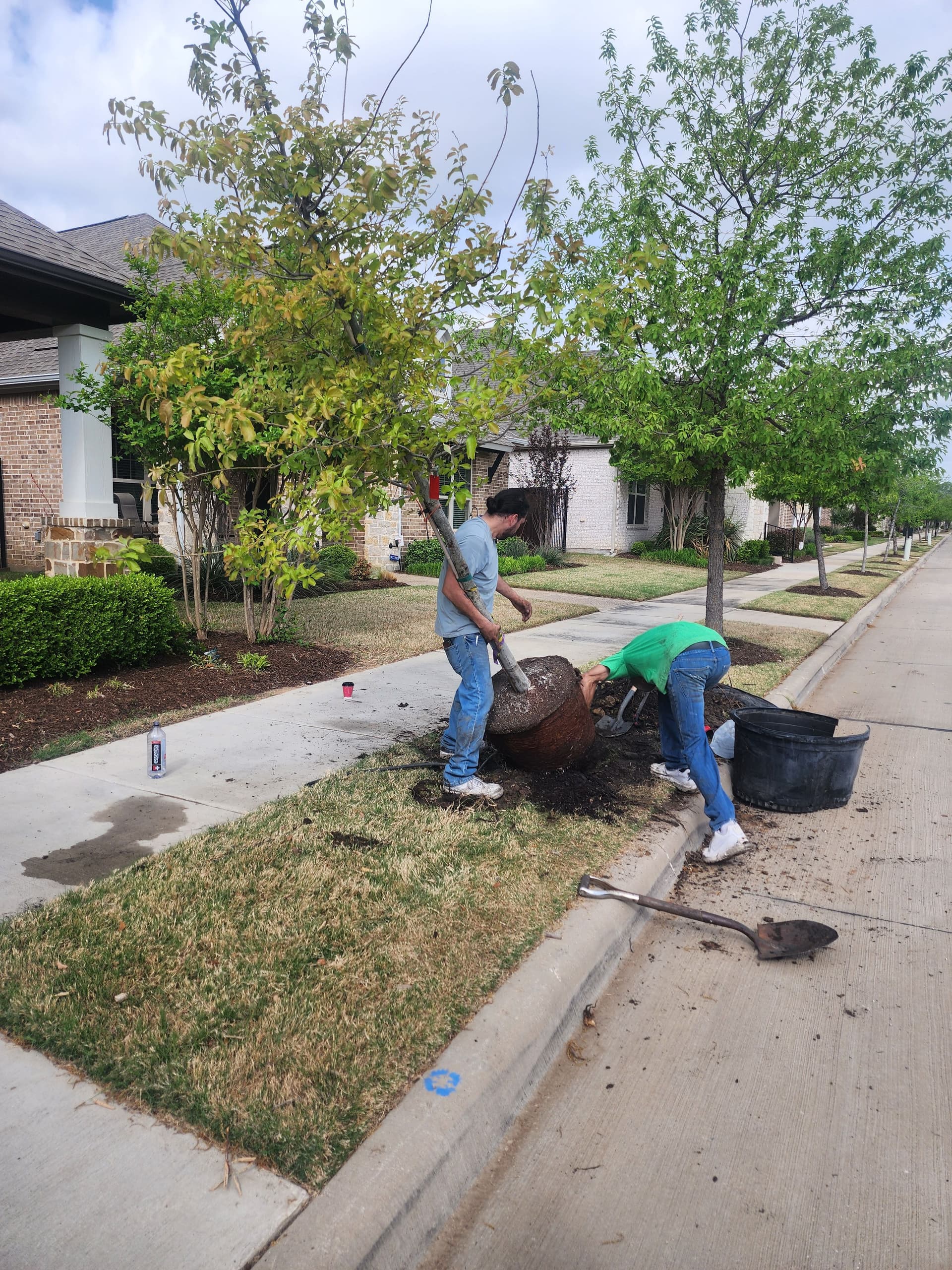 Gallery photos for Monterrey Oak Planting in Arlington Texas: Image #1