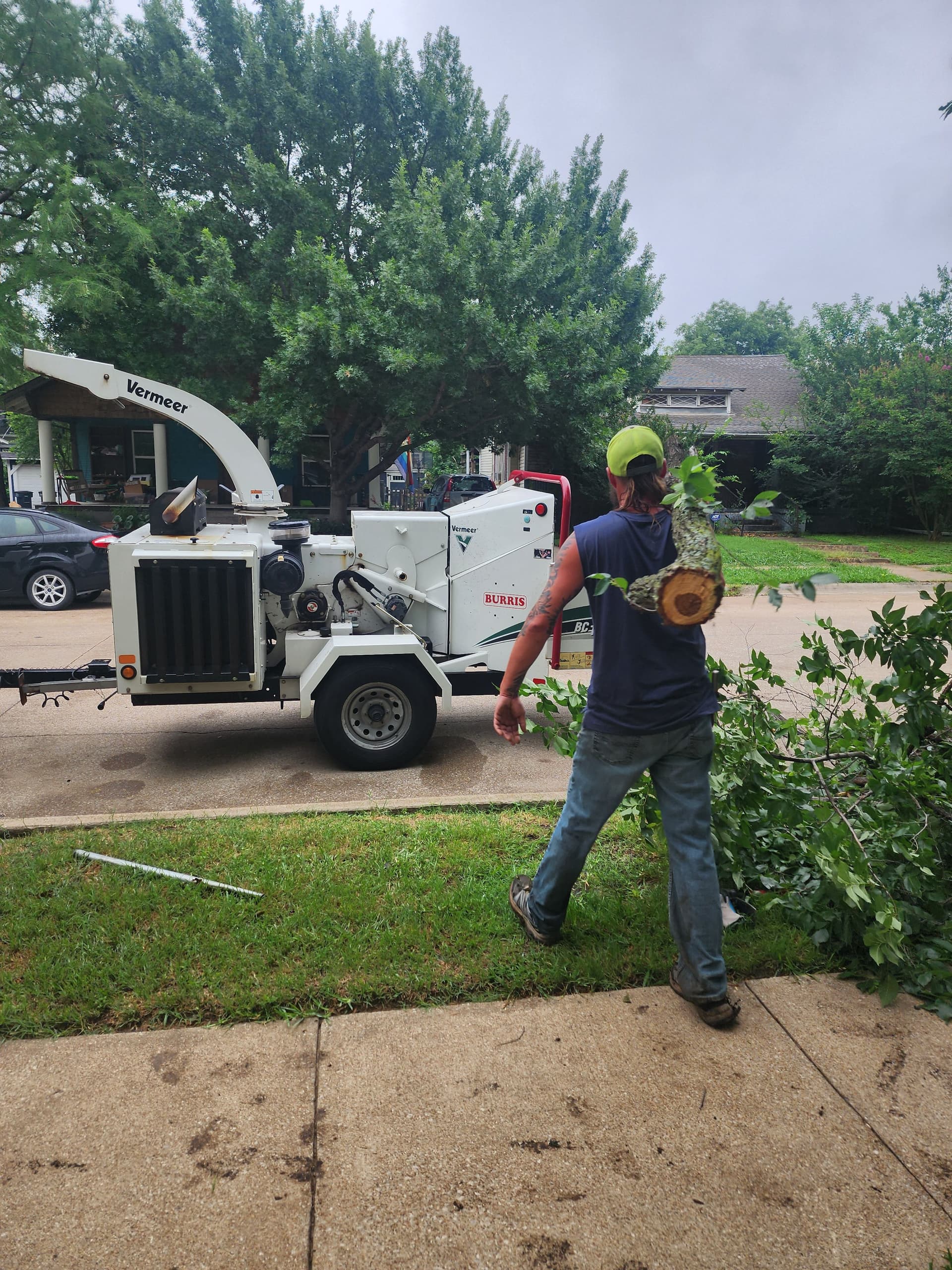 Gallery photos for Large Elm Tree Removal Done Right - Cut, Chipped, and Hauled Off: Image #1