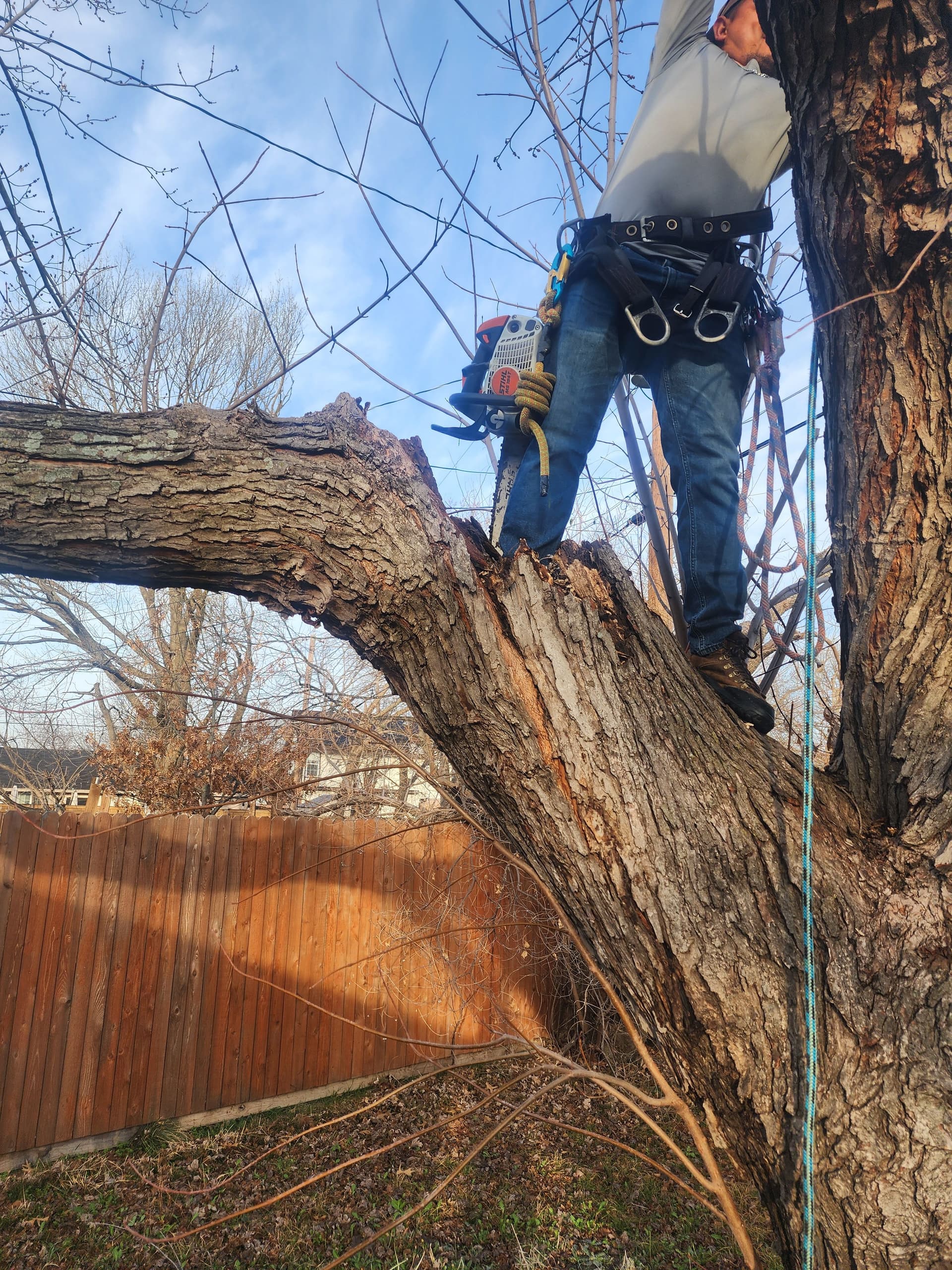 Gallery photos for Expert Tree Removal and Trimming in Grand Prairie: Image #3