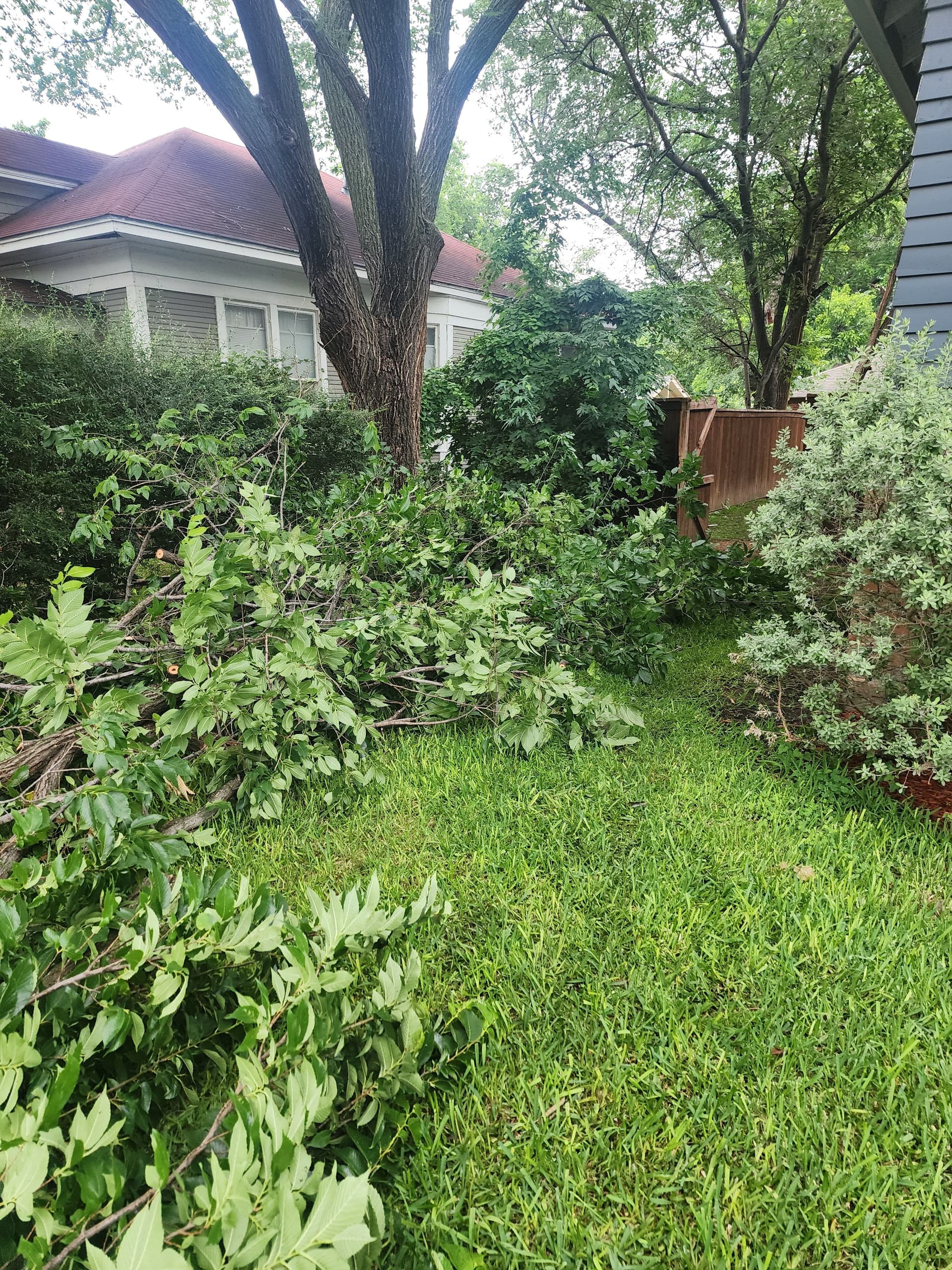Large Elm Tree Removal Done Right - Cut, Chipped, and Hauled Off image