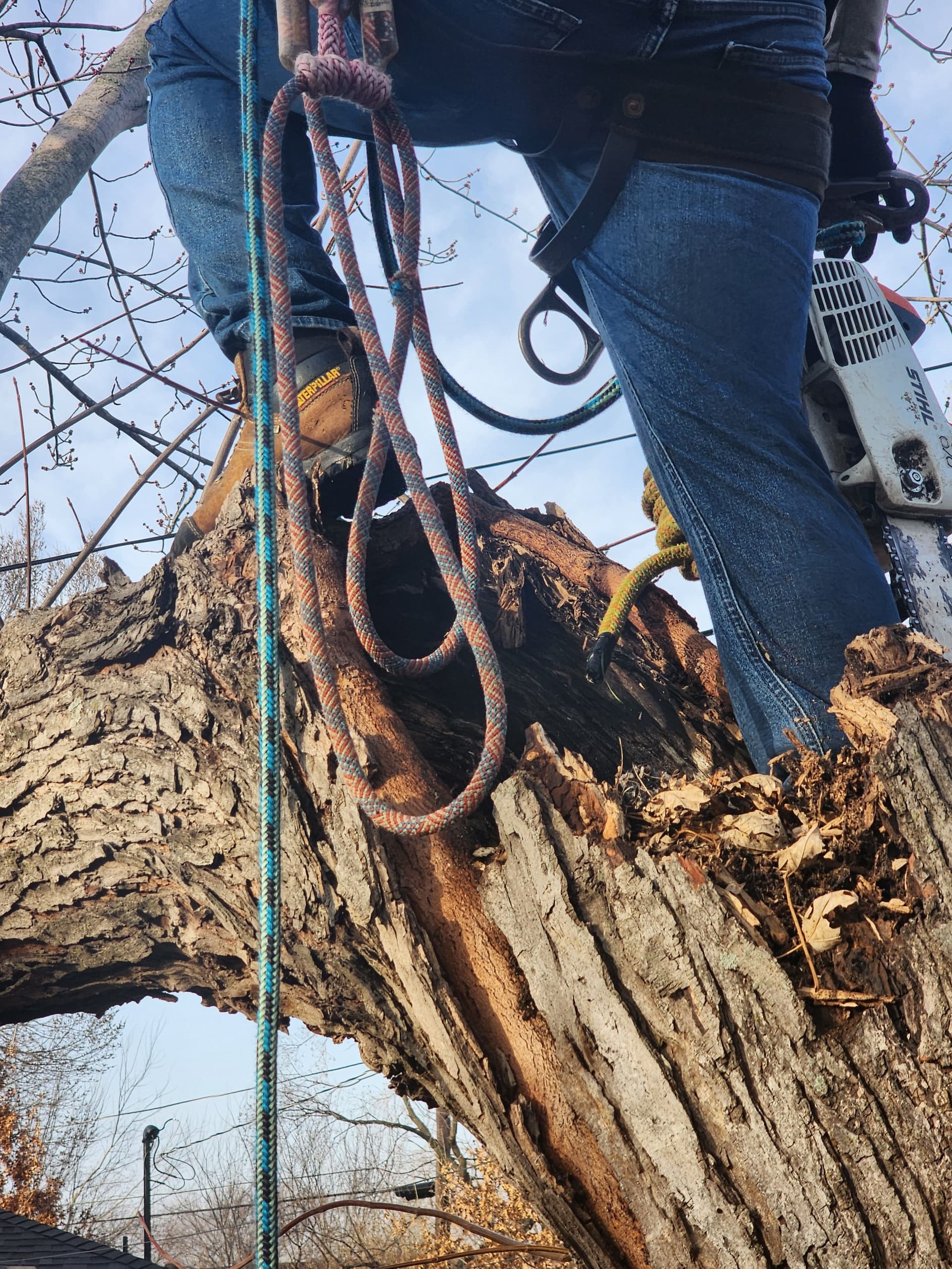 Gallery photos for Expert Tree Removal and Trimming in Grand Prairie: Image #2