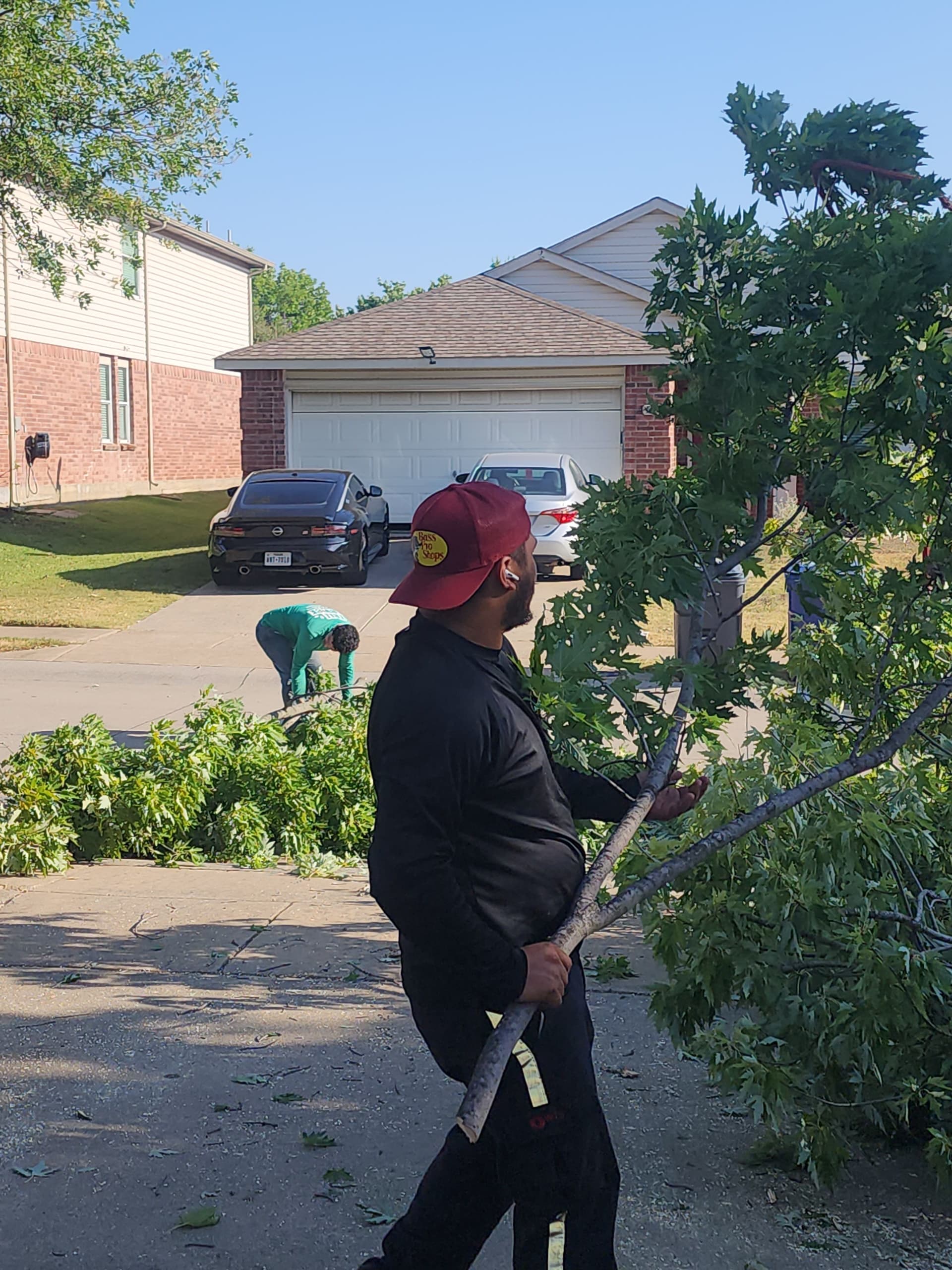 Gallery photos for Silverleaf Maple Removal Done Right in McKinney: Image #3