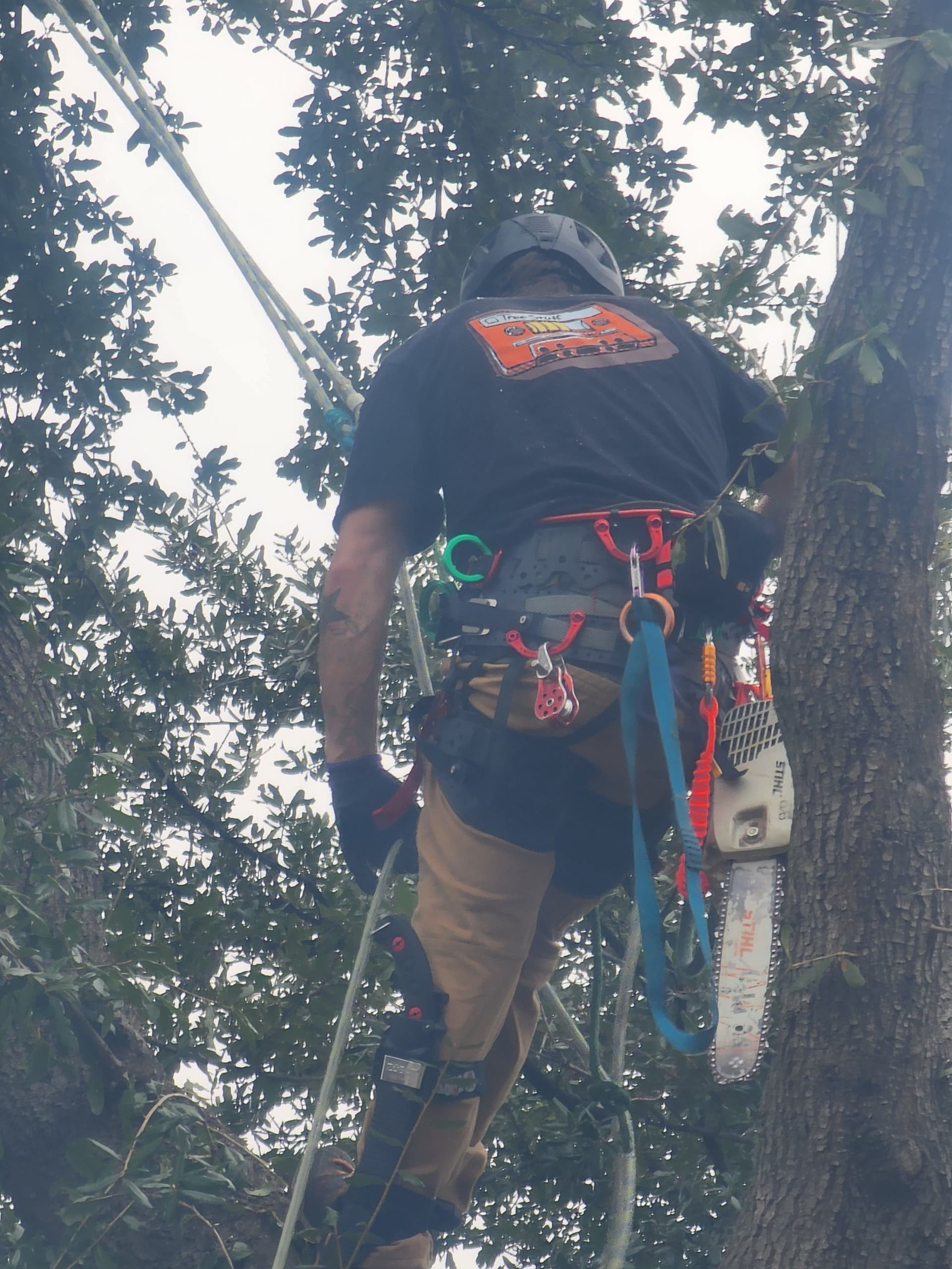 Seamless Live Oak Removal in Las Colinas image