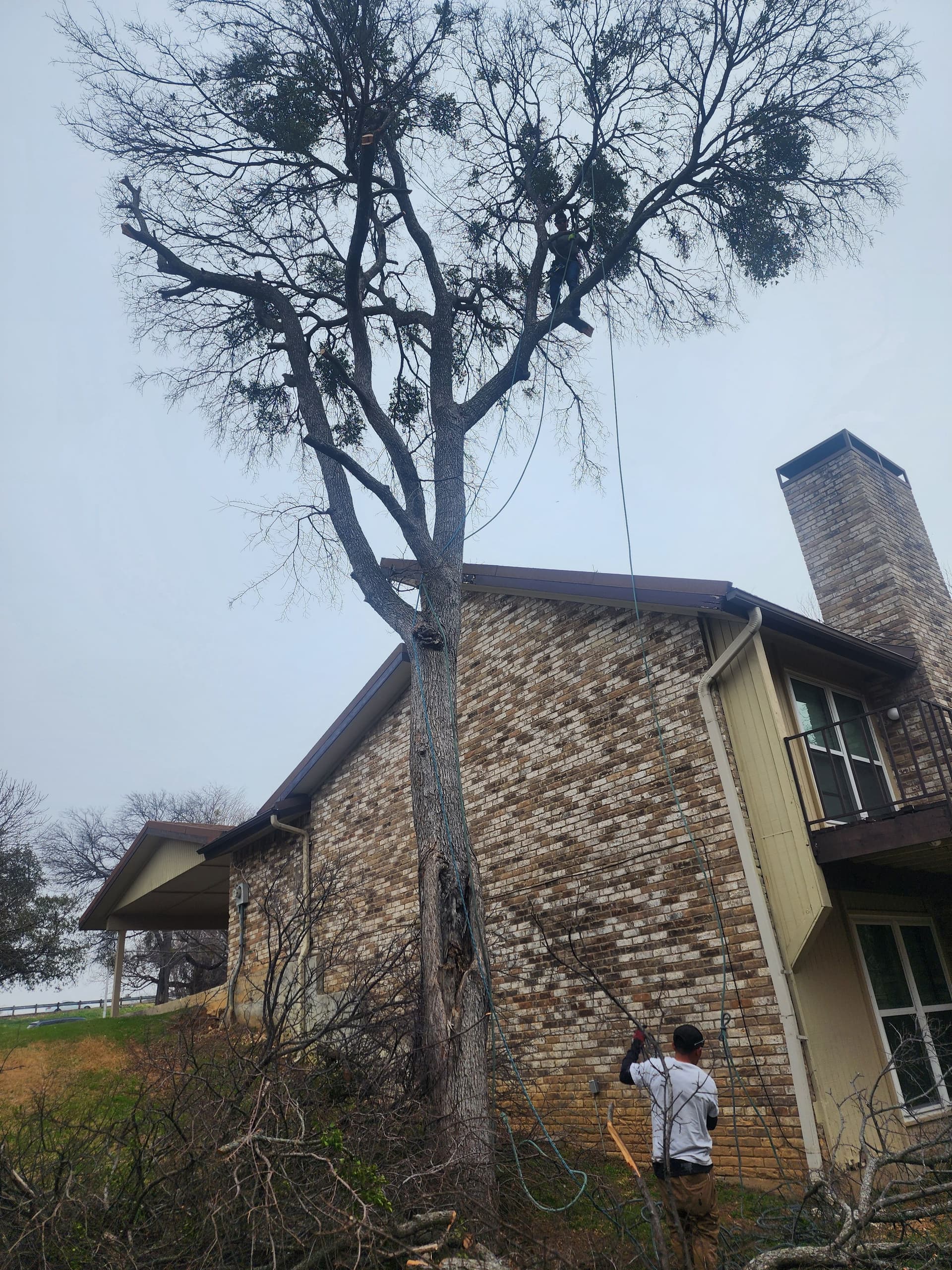 Gallery photos for Safe Tree Removal and Cleanup in Ft. Worth: Image #4