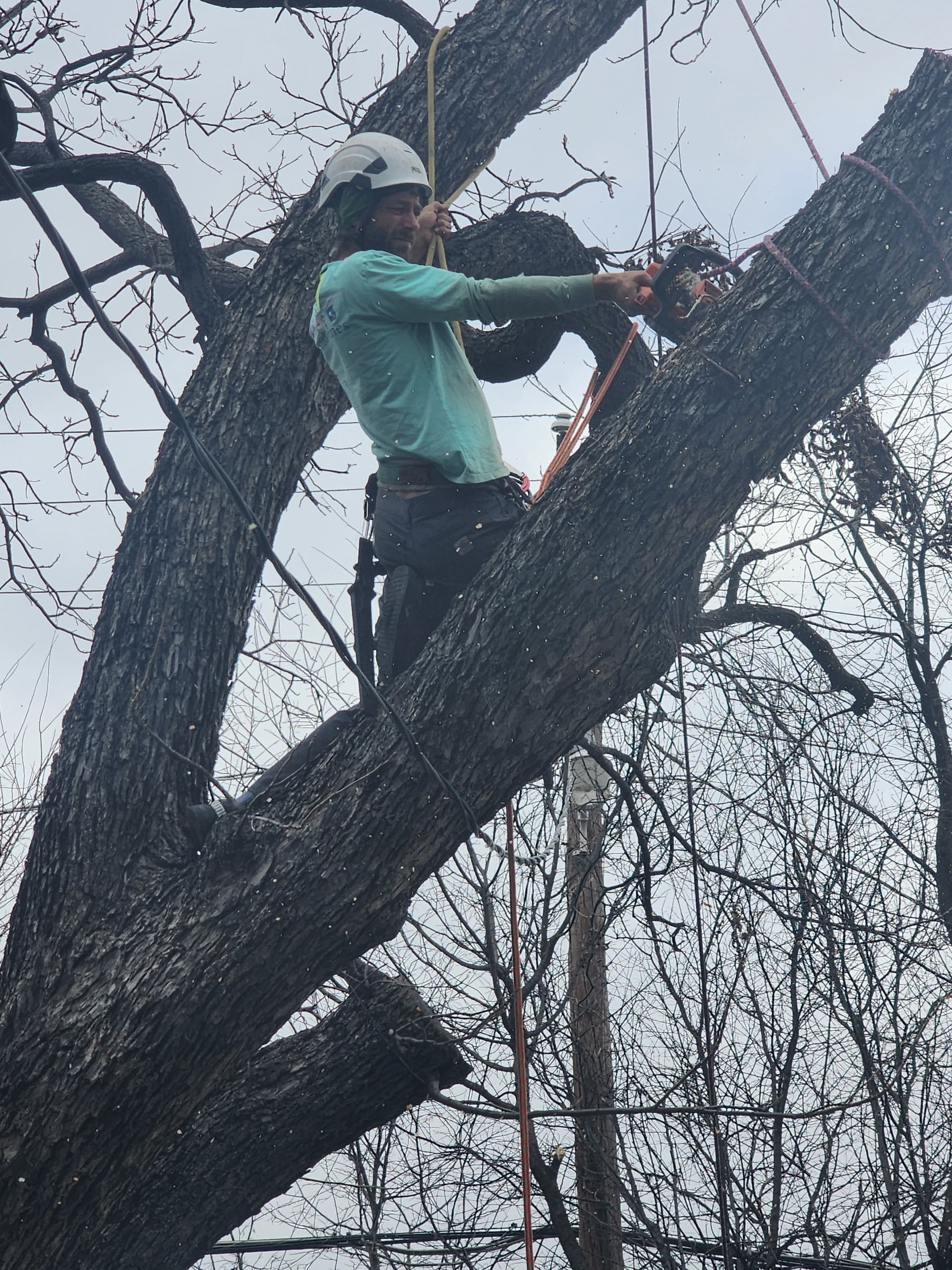 Gallery photos for Precision Tree Care in Action: Image #1