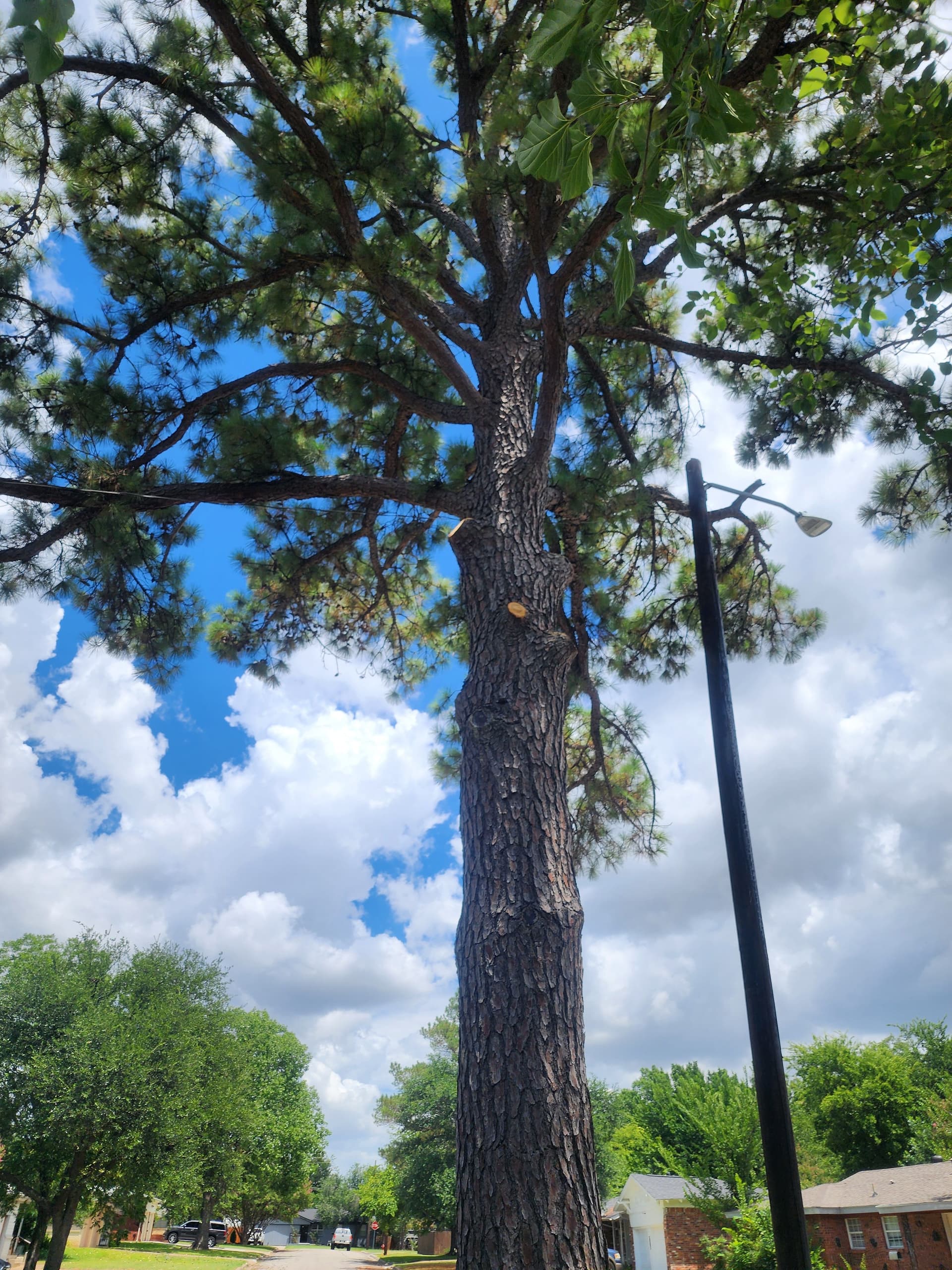 Gallery photos for Oak Tree Pruning Near Power Lines Done Right: Image #1