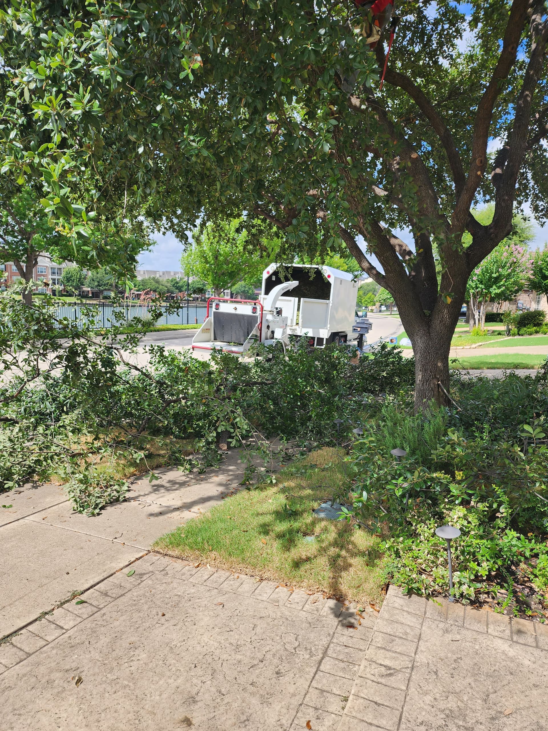 Gallery photos for Oak Tree Pruning Near Power Lines Done Right: Image #3