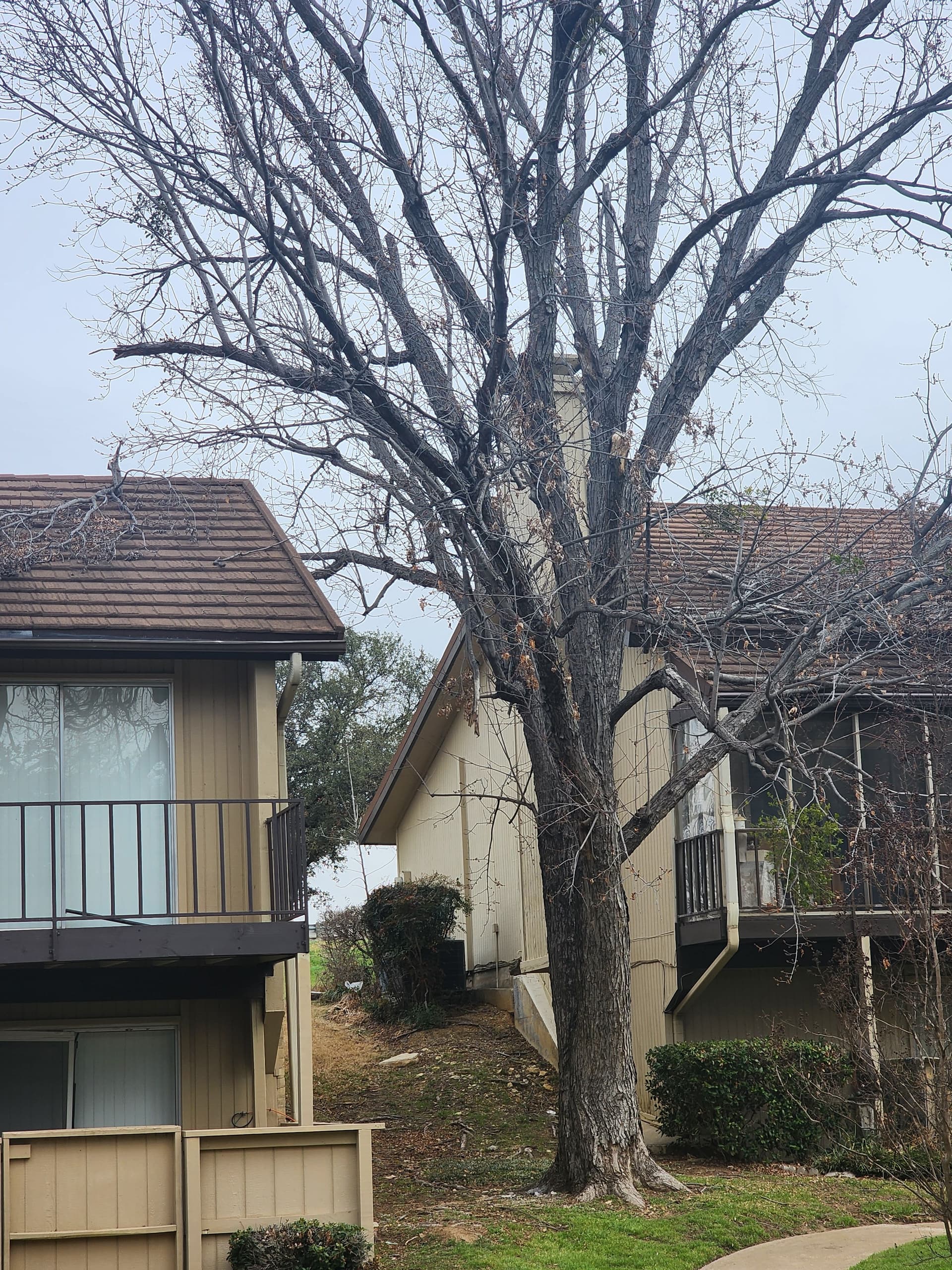 Gallery photos for Safe Tree Removal and Cleanup in Ft. Worth: Image #1