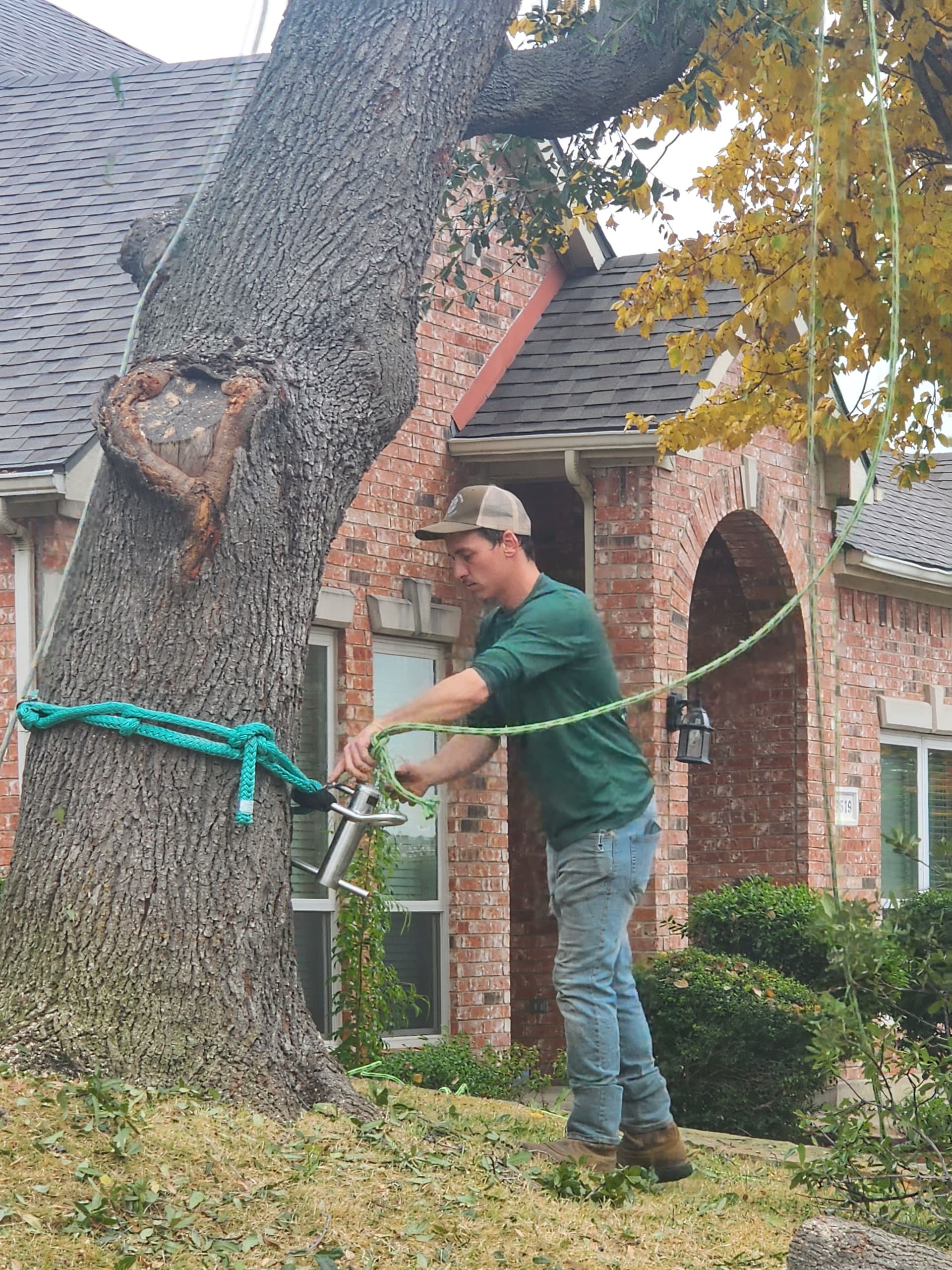 Gallery photos for Seamless Live Oak Removal in Las Colinas: Image #1