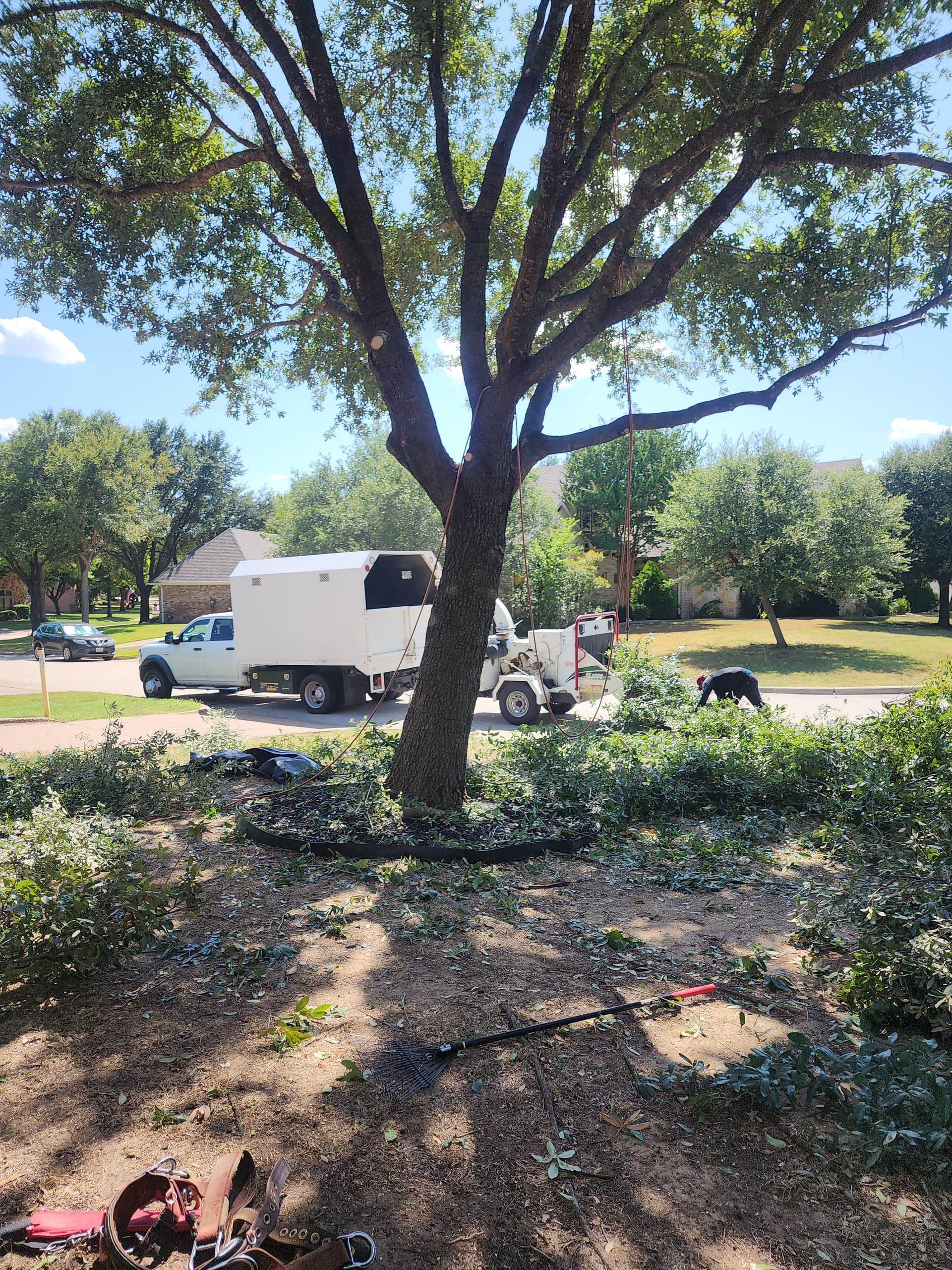 Gallery photos for Silverleaf Maple Removal Done Right in McKinney: Image #1