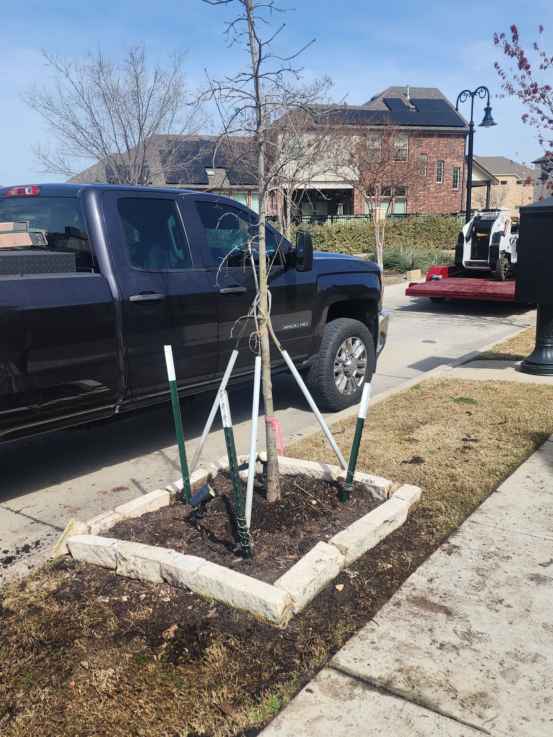 Gallery photos for Tree Planting in Arlington: Welcoming a New Red Oak: Image #3
