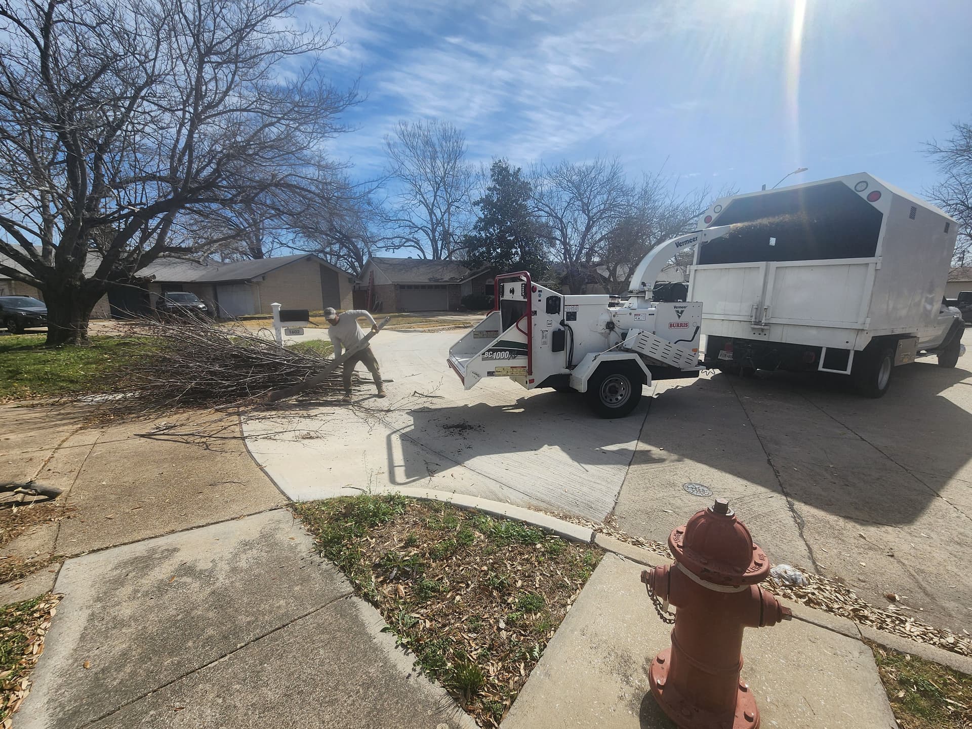 Expert Tree Removal and Trimming in Grand Prairie image