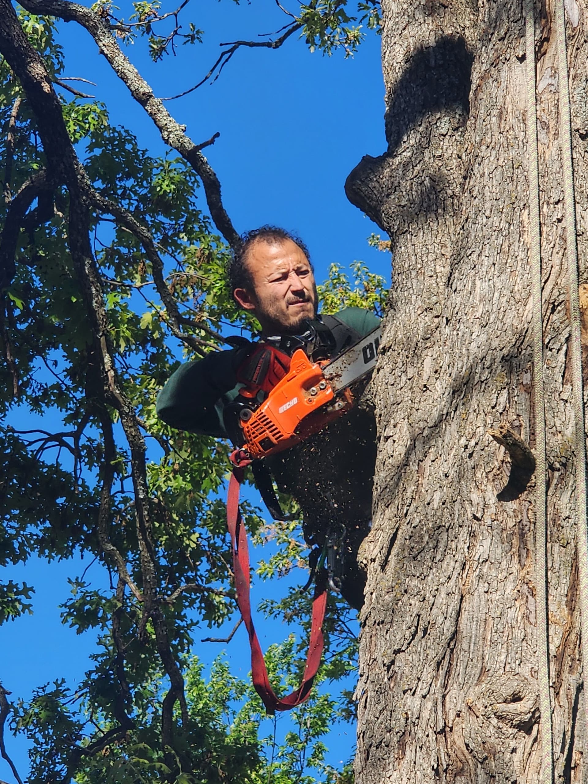 Gallery photos for Pruning Overhanging Limbs Right Off a Roof: Image #2
