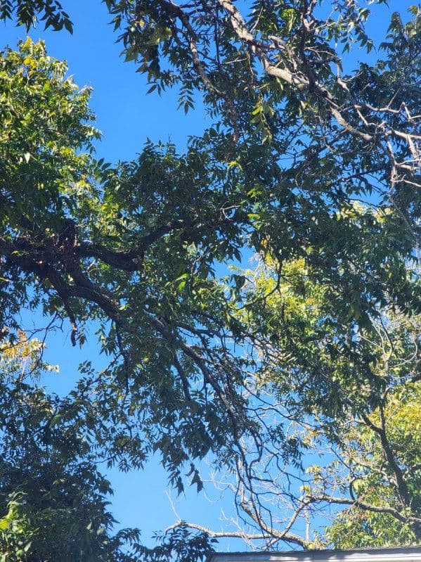 Gallery photos for Transformed Trees by Burris Tree Service: Image #1