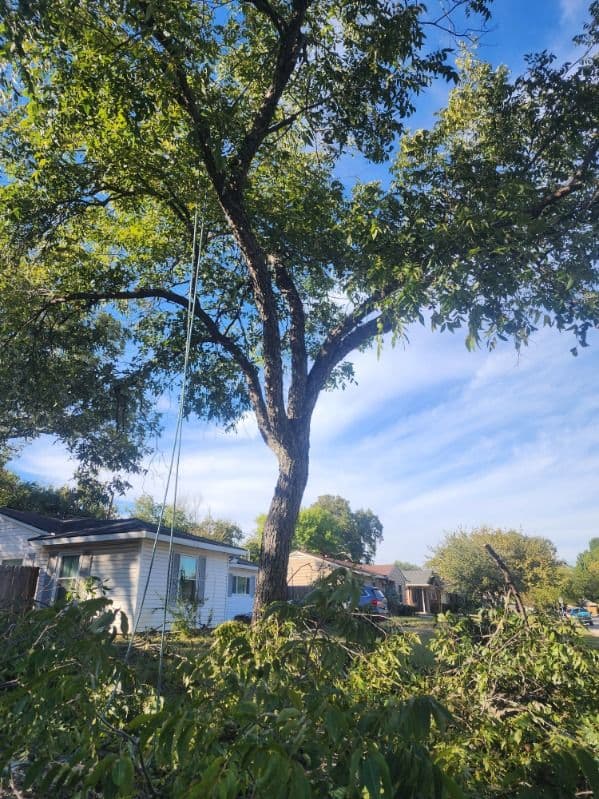 Gallery photos for Transformed Trees by Burris Tree Service: Image #2