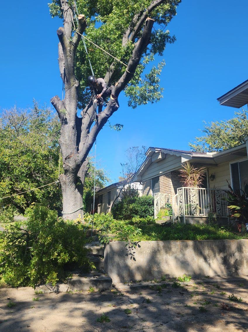 Gallery photos for Expert Tree Care Services in Farmers Branch, Texas: Image #2