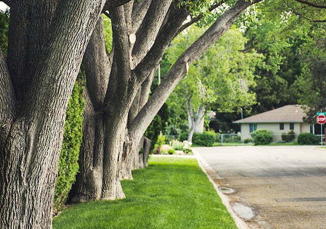 Euless Efficient Tree Services