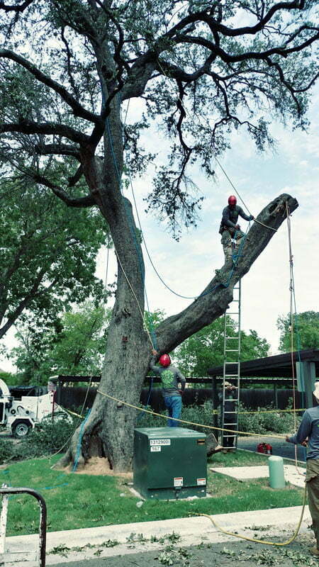 Garland Tree Services