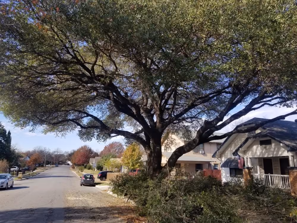 Large oak tree shading a residential street with homes and parked cars in view.