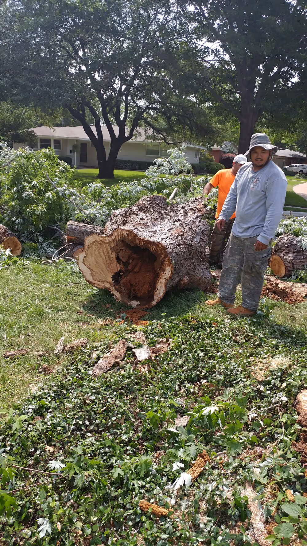 Tree Removal by Burris Tree Service